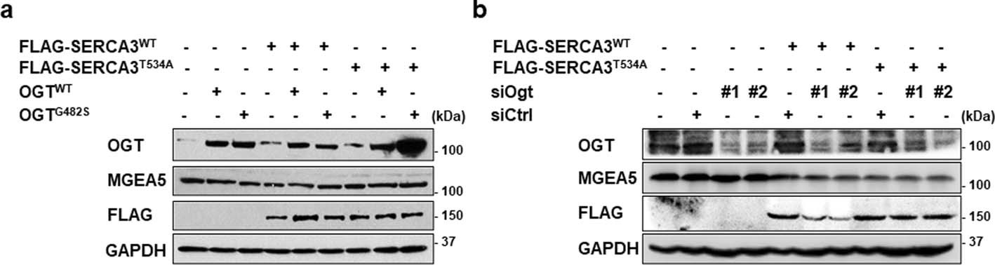 Extended Data Fig. 4: O-GlcNAcylation increases the abundance of SERCA3.