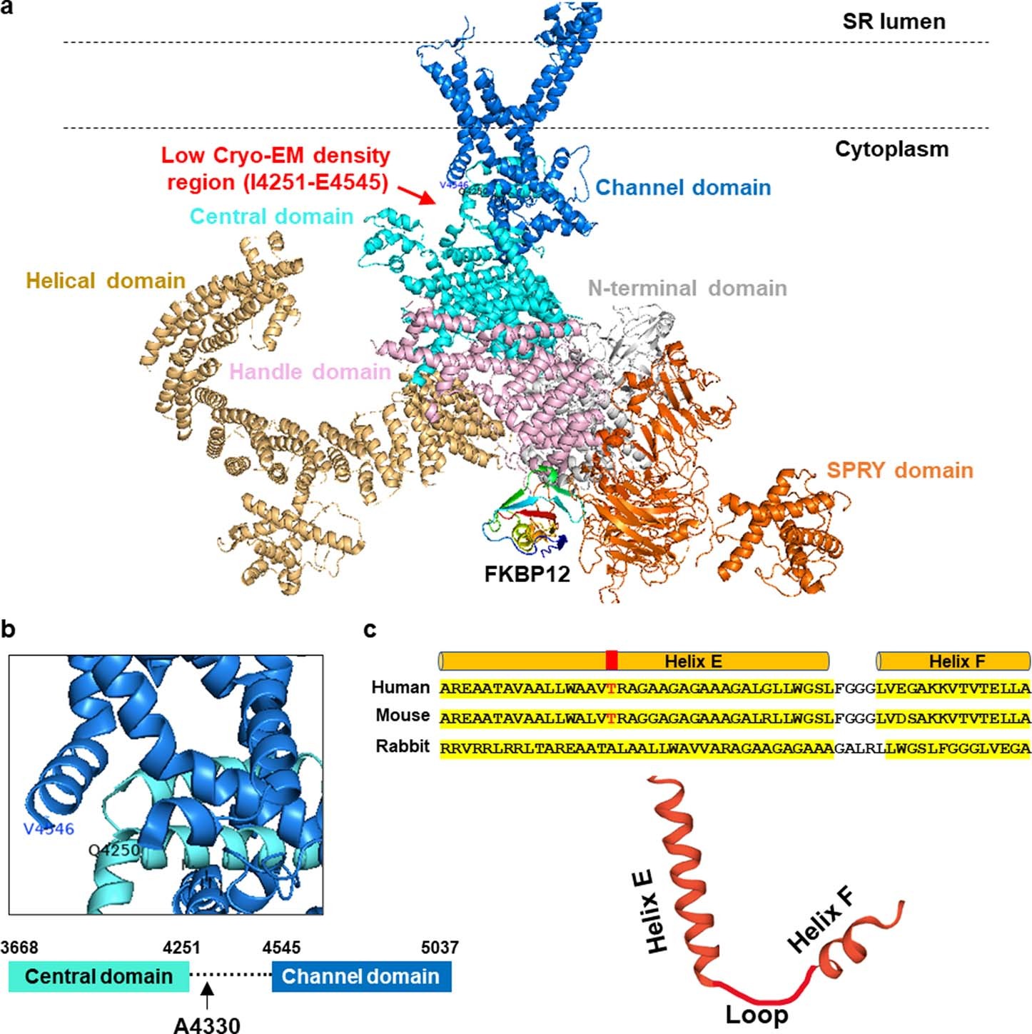 Extended Data Fig. 8: Structure of RYR1 monomer showing the O-GlcNAcylated threonine possibly residing in an EF-hand domain.