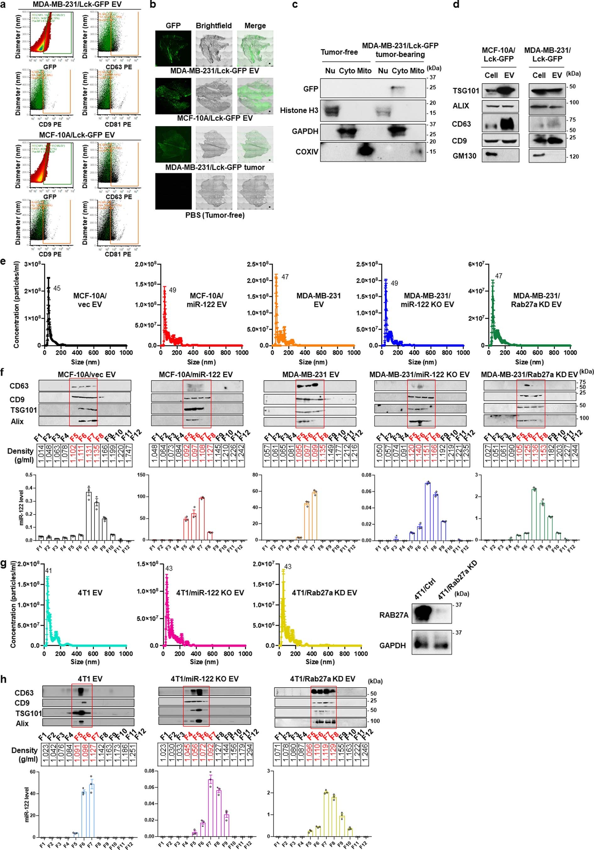 Extended Data Fig. 1: Characterization of EVs used in this study.