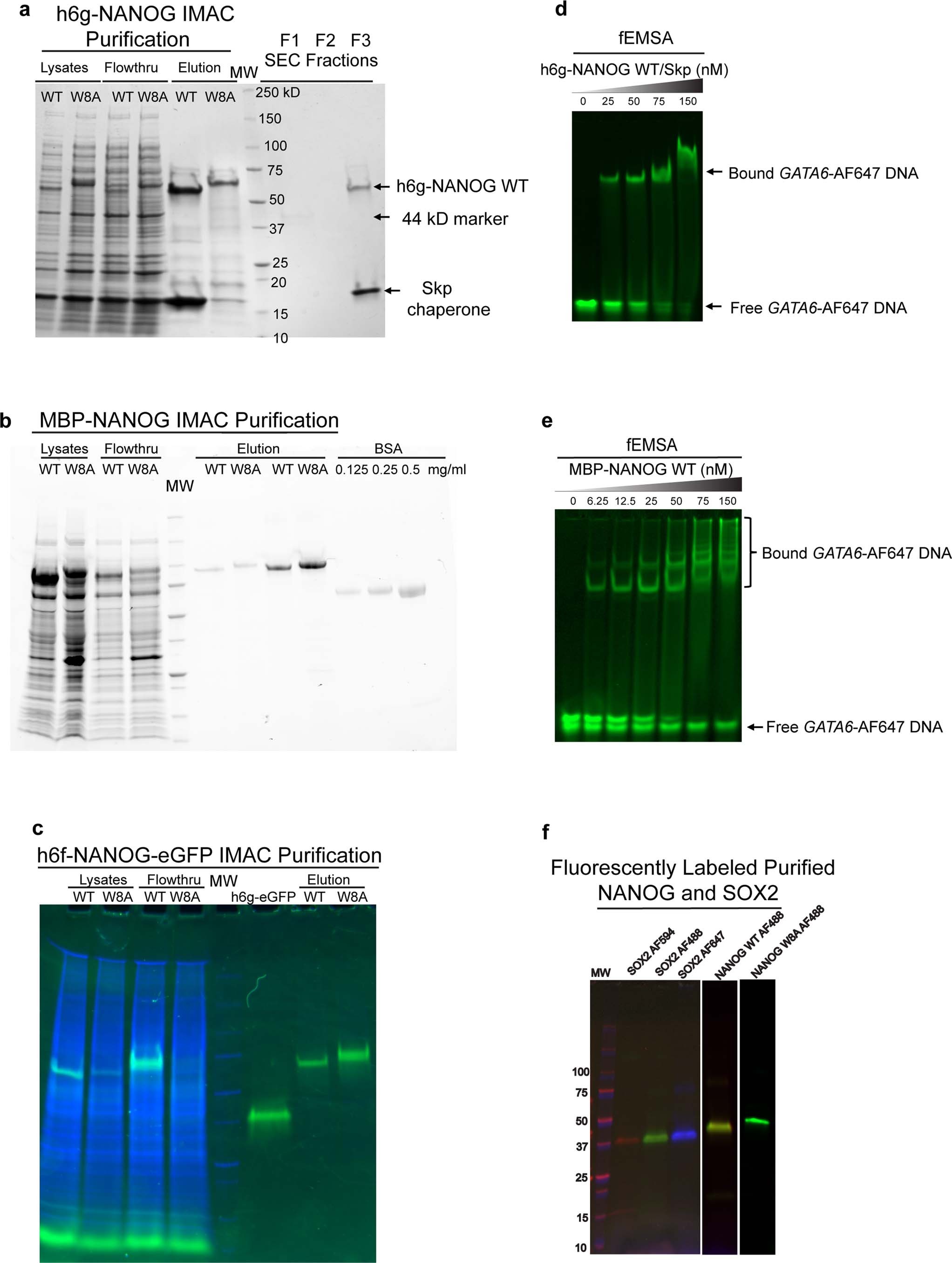 Extended Data Fig. 2: NANOG purification and DNA binding activity.