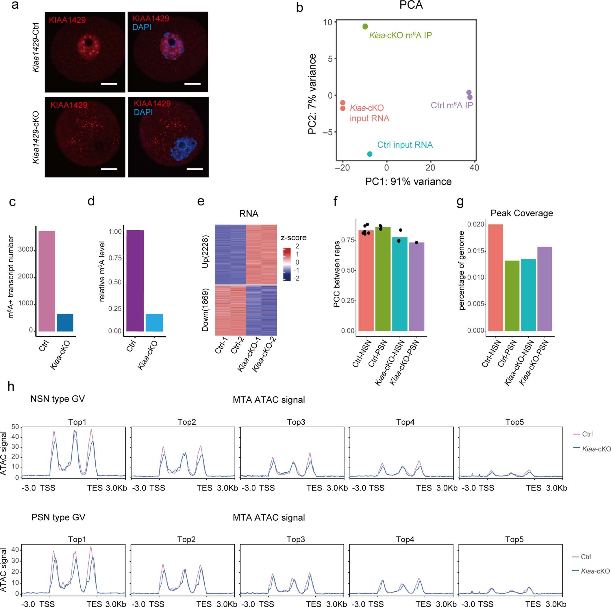 Extended Data Fig. 5: m6A maintains the high expression levels of marked genes and MTA mRNAs during oocyte development.