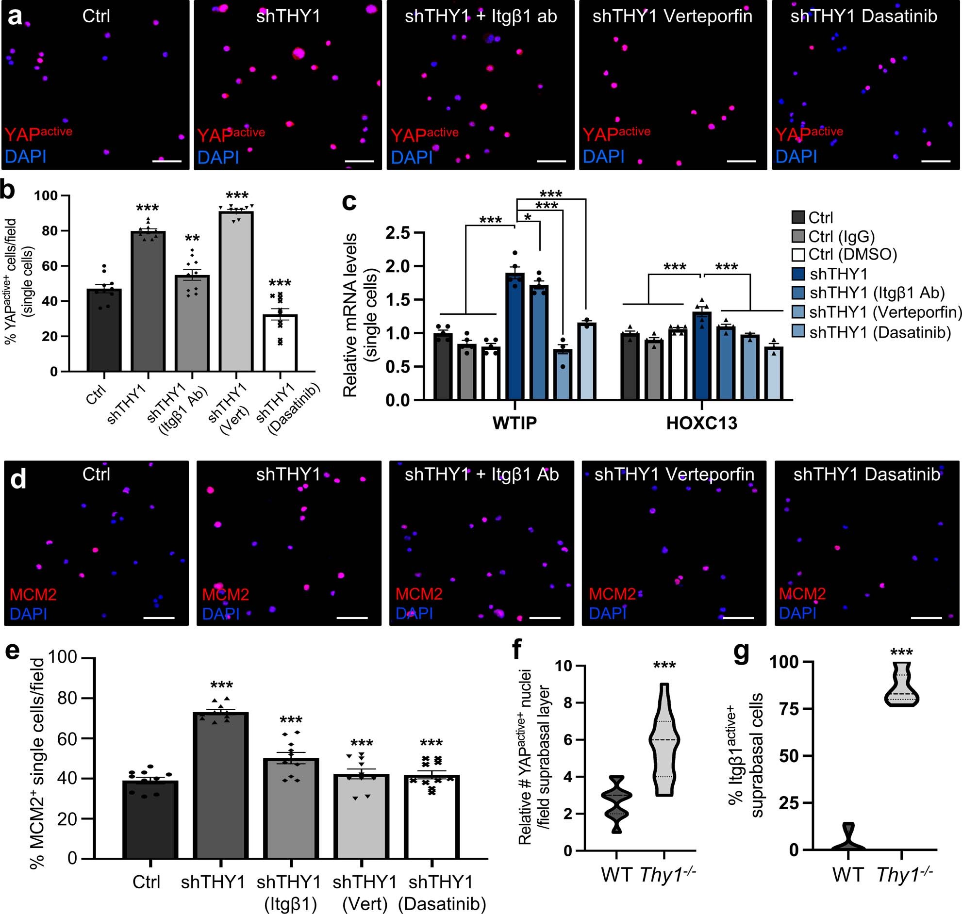 Extended Data Fig. 5: Dissecting cell-cell vs. cell-matrix mechanisms of THY1.