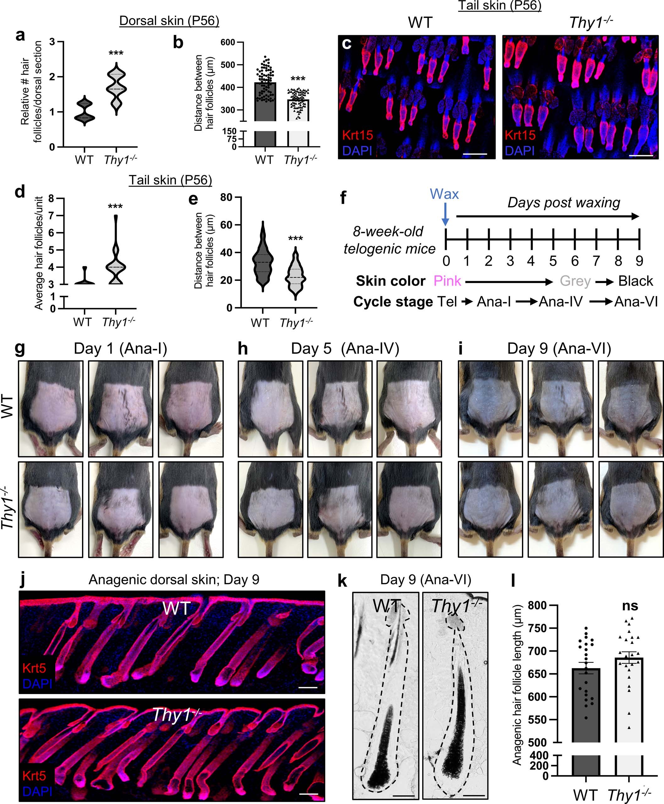 Extended Data Fig. 1: Thy1-/- mice display increased numbers of hair follicles, but no difference in hair follicle cycling.
