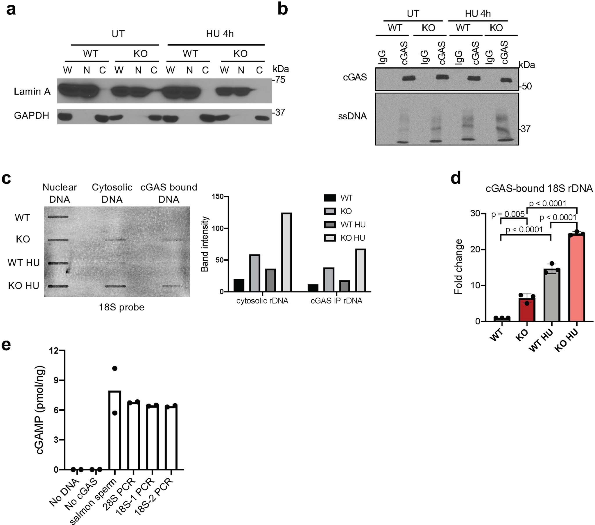 Extended Data Fig. 4: Cytosolic rDNA fragments are detected by cGAS.