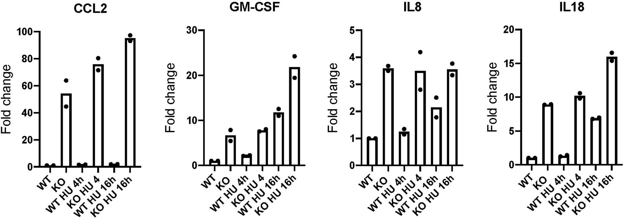 Extended Data Fig. 7: Abro1 deficiency upon replication stress results in increased cytokines secretion.