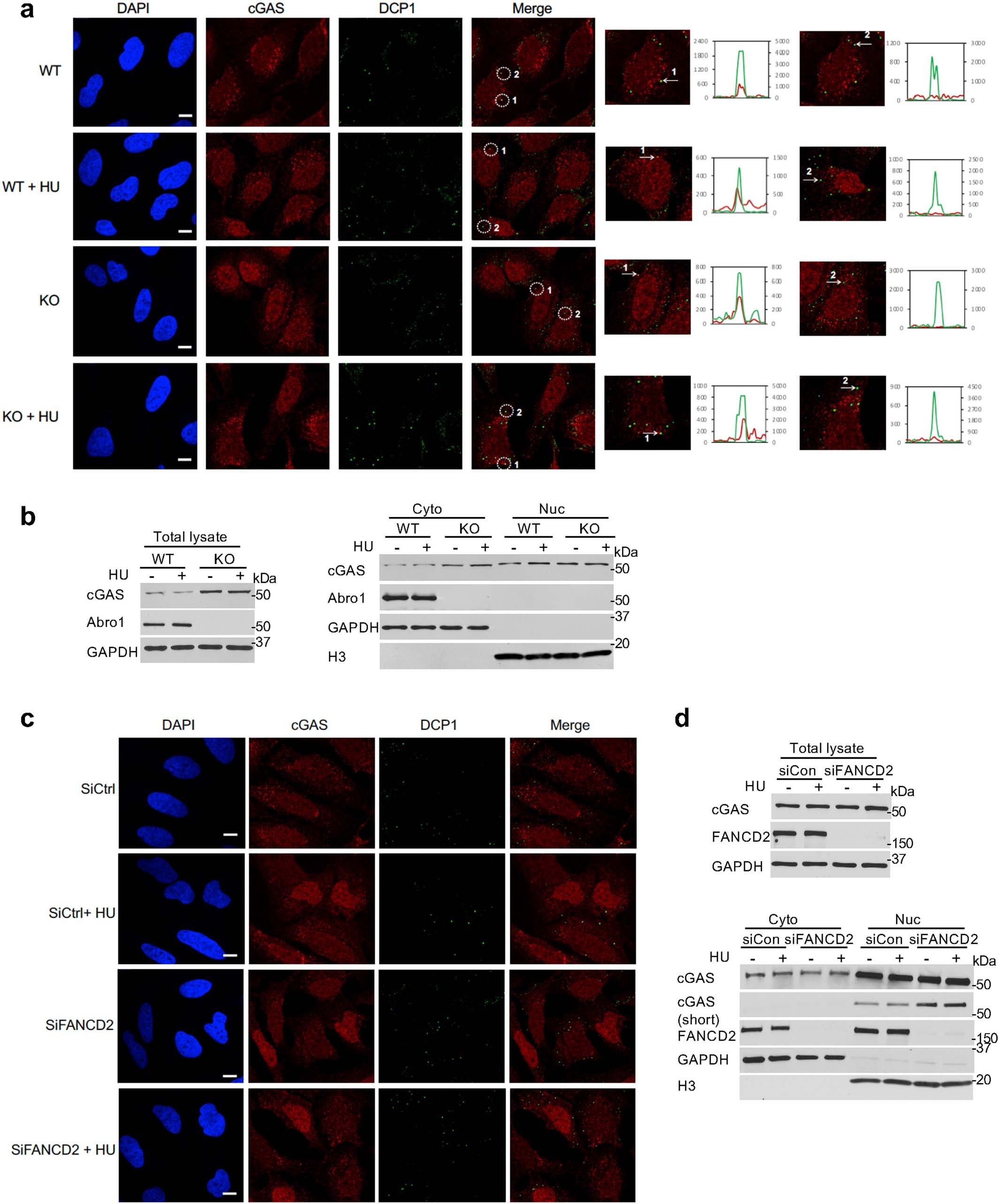 Extended Data Fig. 8: cGAS localization in Abro1- or FANCD2-deficient cells.