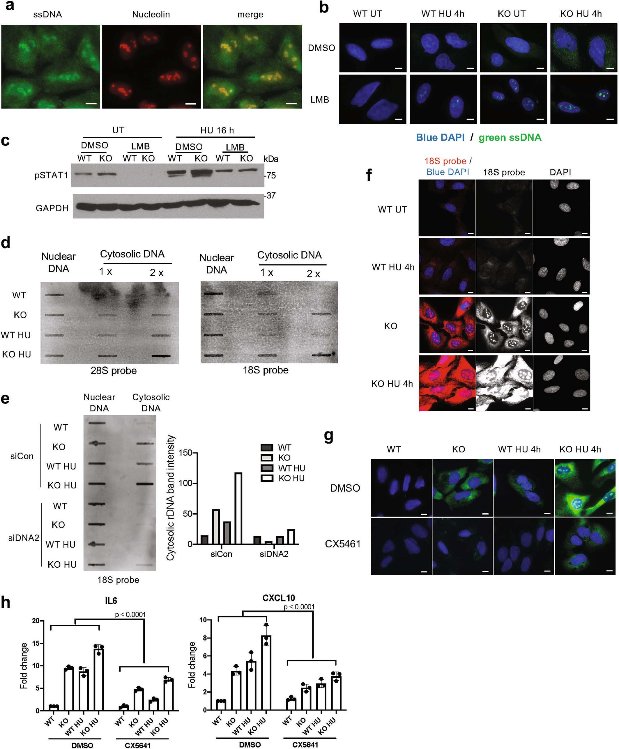 Extended Data Fig. 3: rDNA fragments accumulate in the cytoplasm of Abro1-deficient cells.