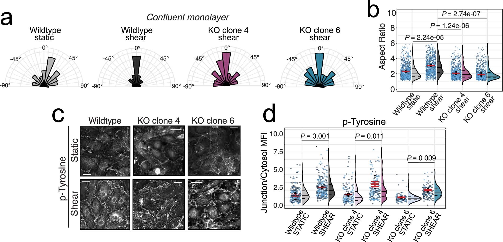 Extended Data Fig. 3: β-II spectrin-KO cells fail to align with shear despite normal tyrosine phosphorylation of junctional proteins.