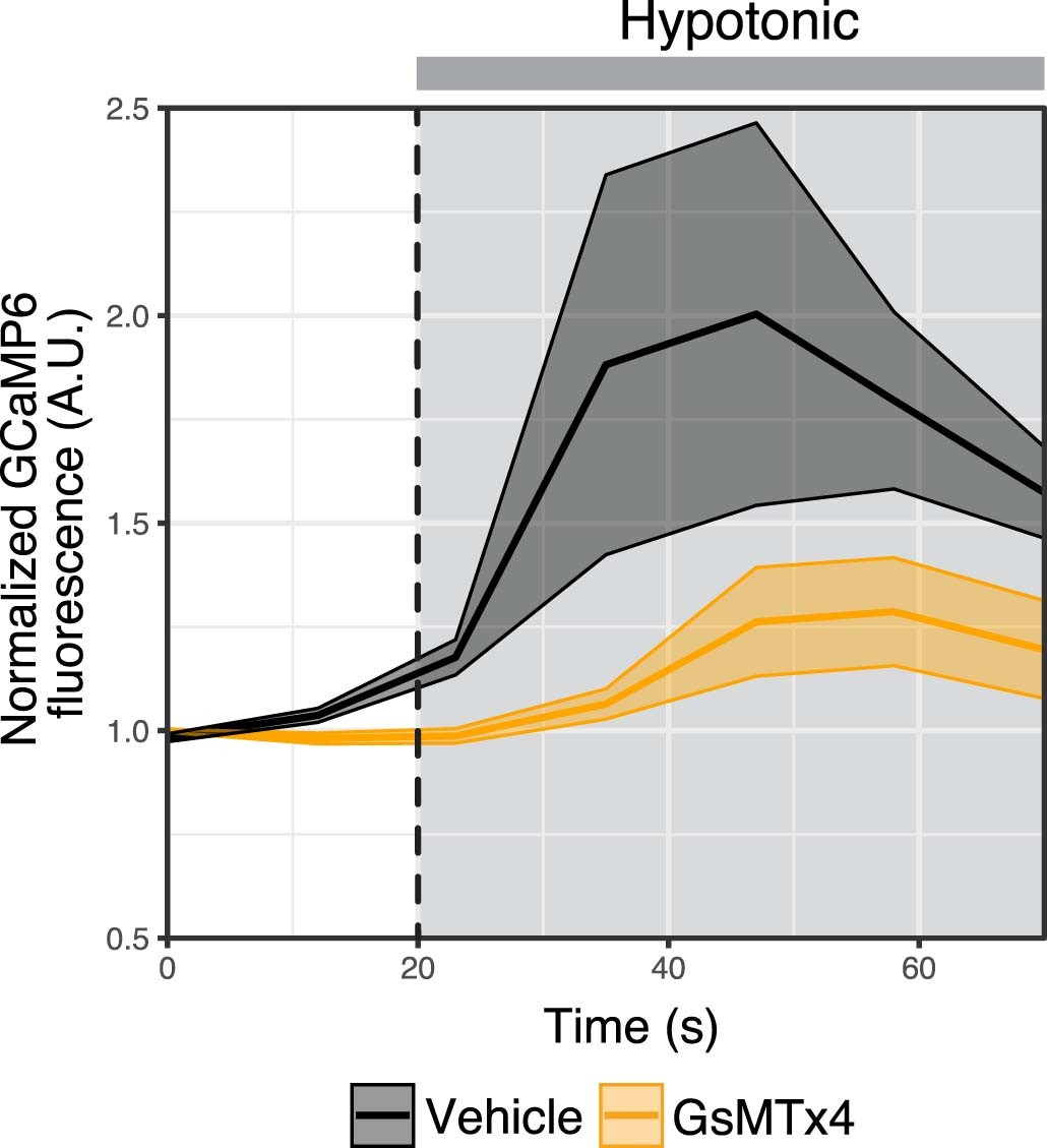 Extended Data Fig. 5: Effect of GsMTx4 on hypotonically-induced [Ca2+] changes.