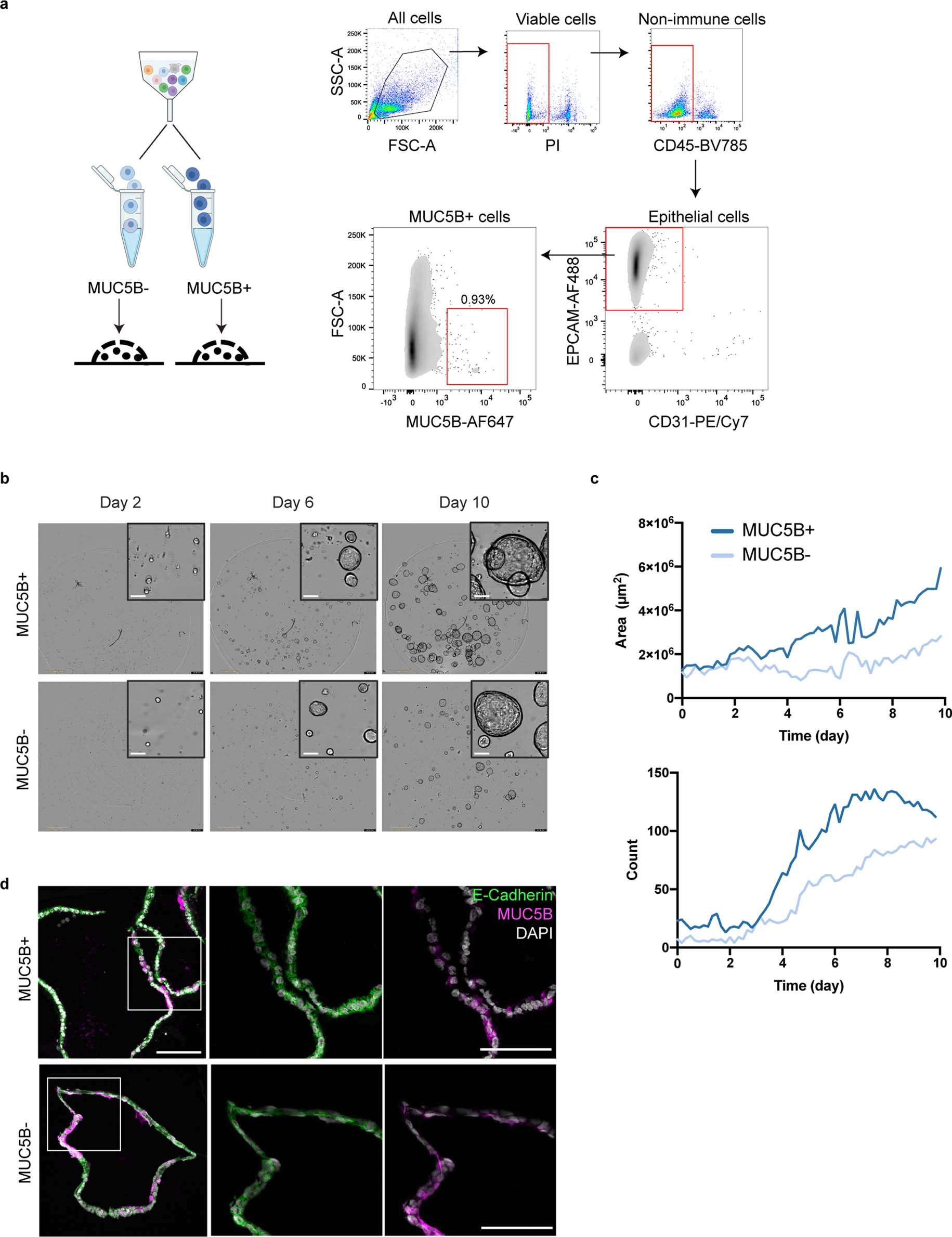 Extended Data Fig. 9: MUC5B+ cells display a progenitor-like capacity in in vitro organoid culture.