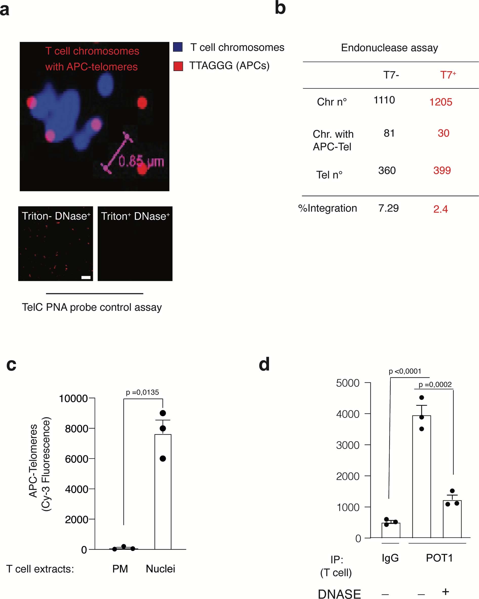 Extended Data Fig. 4: APC telomeres at T cell chromosome ends.