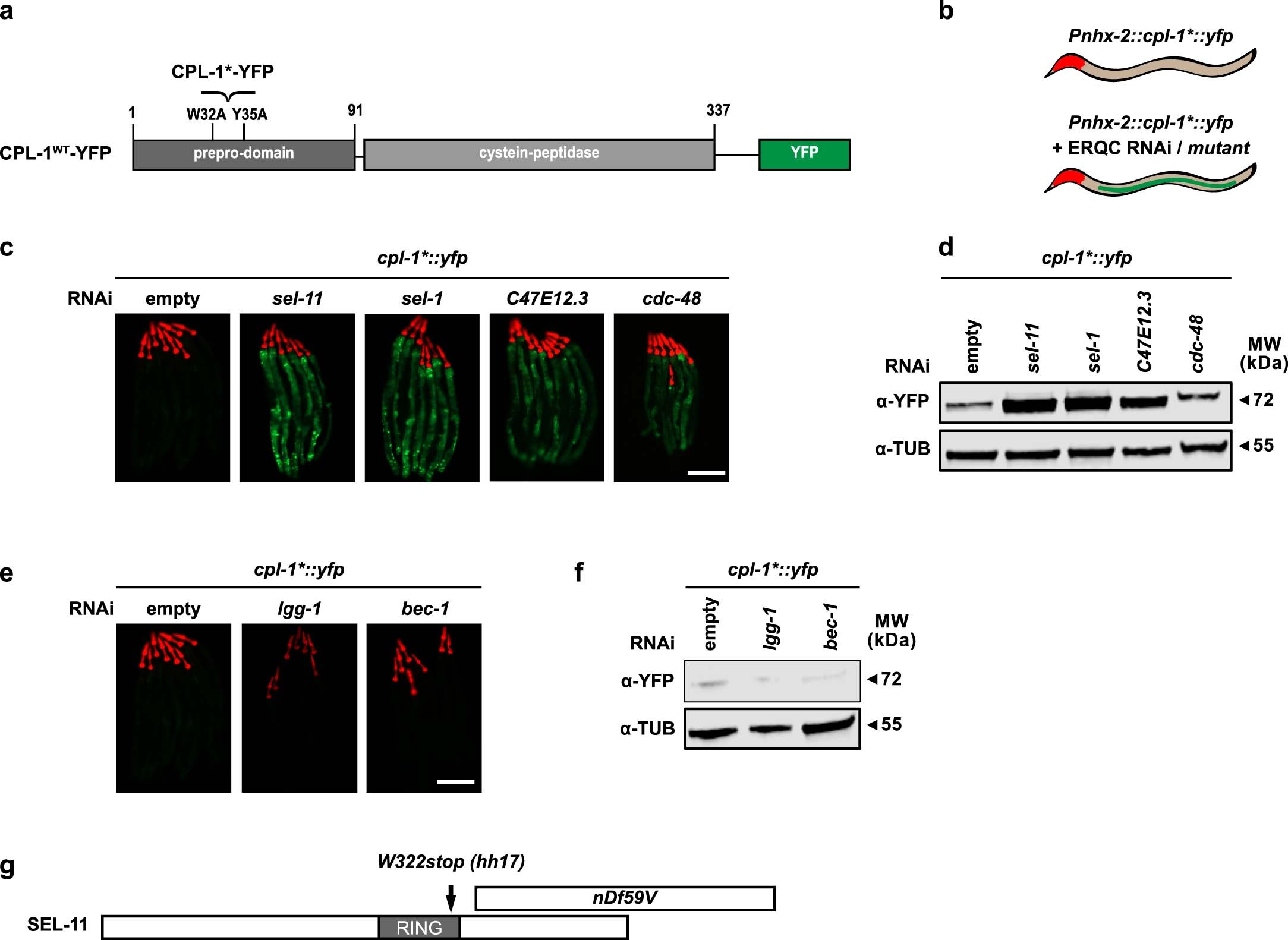 Extended Data Fig. 1: CPL-1* model substrate to monitor ER quality control in C. elegans.