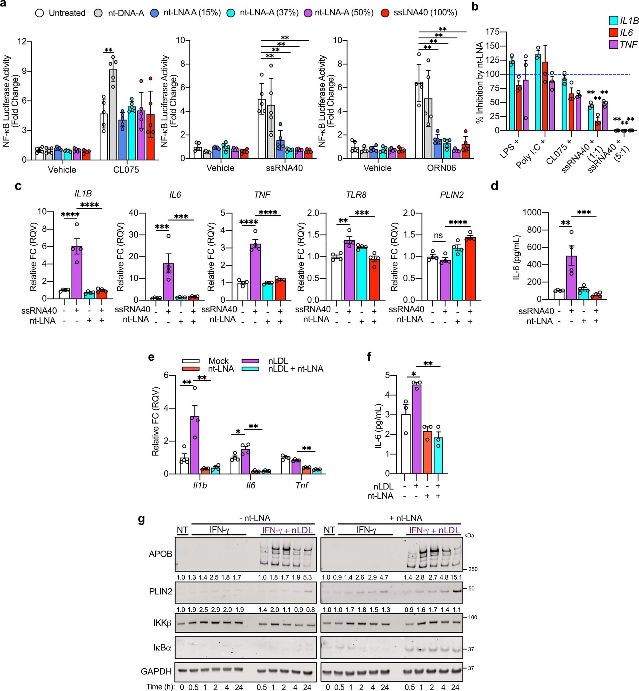 Extended Data Fig. 5: Locked nucleic acid (LNA) bases mediate antagonism of single-stranded RNA ligands of TLR8.