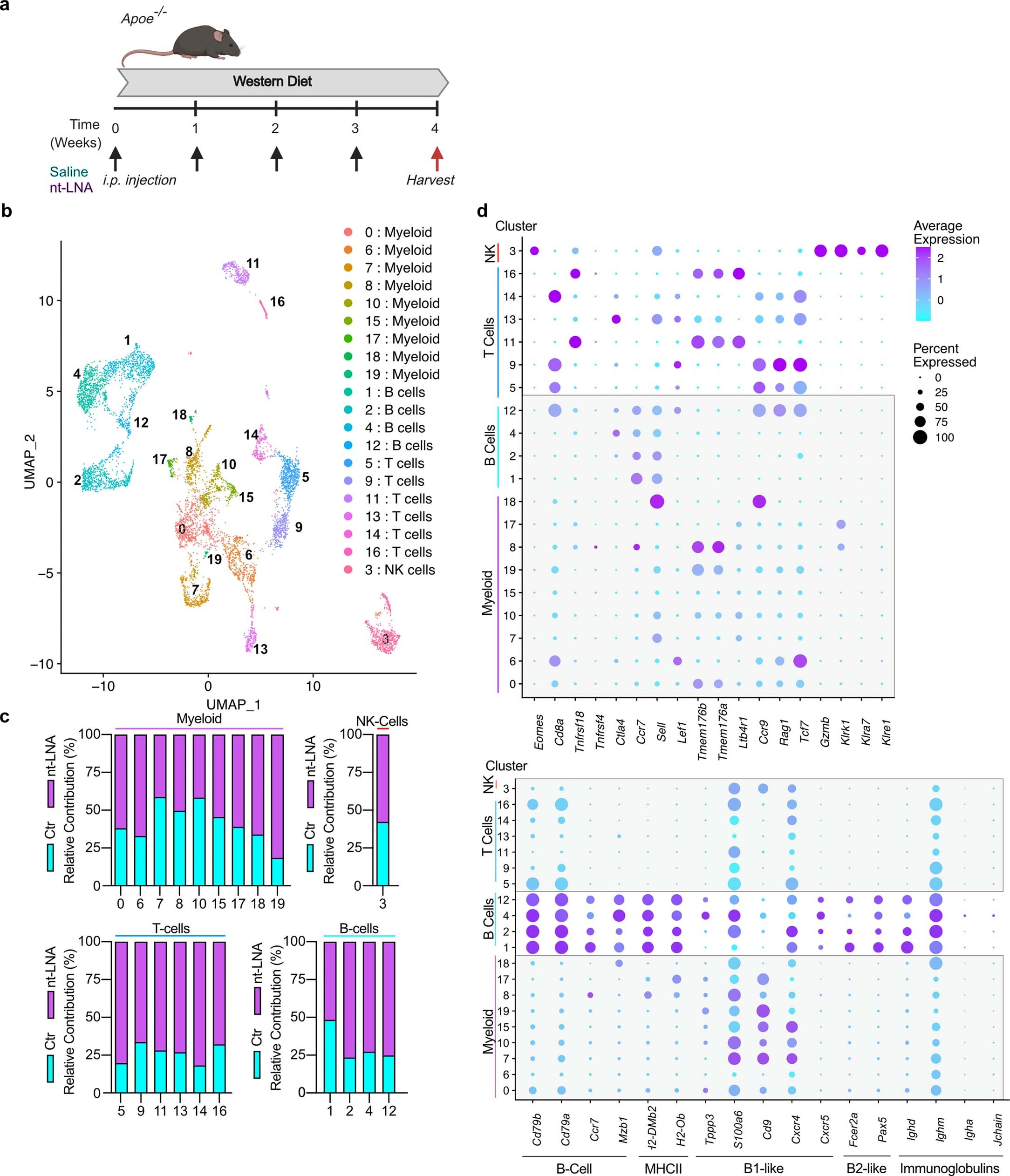 Extended Data Fig. 9: Single-cell RNA sequencing of the atherosclerotic lesion to identify anti-atherosclerotic mechanisms of nt-LNA treatment.