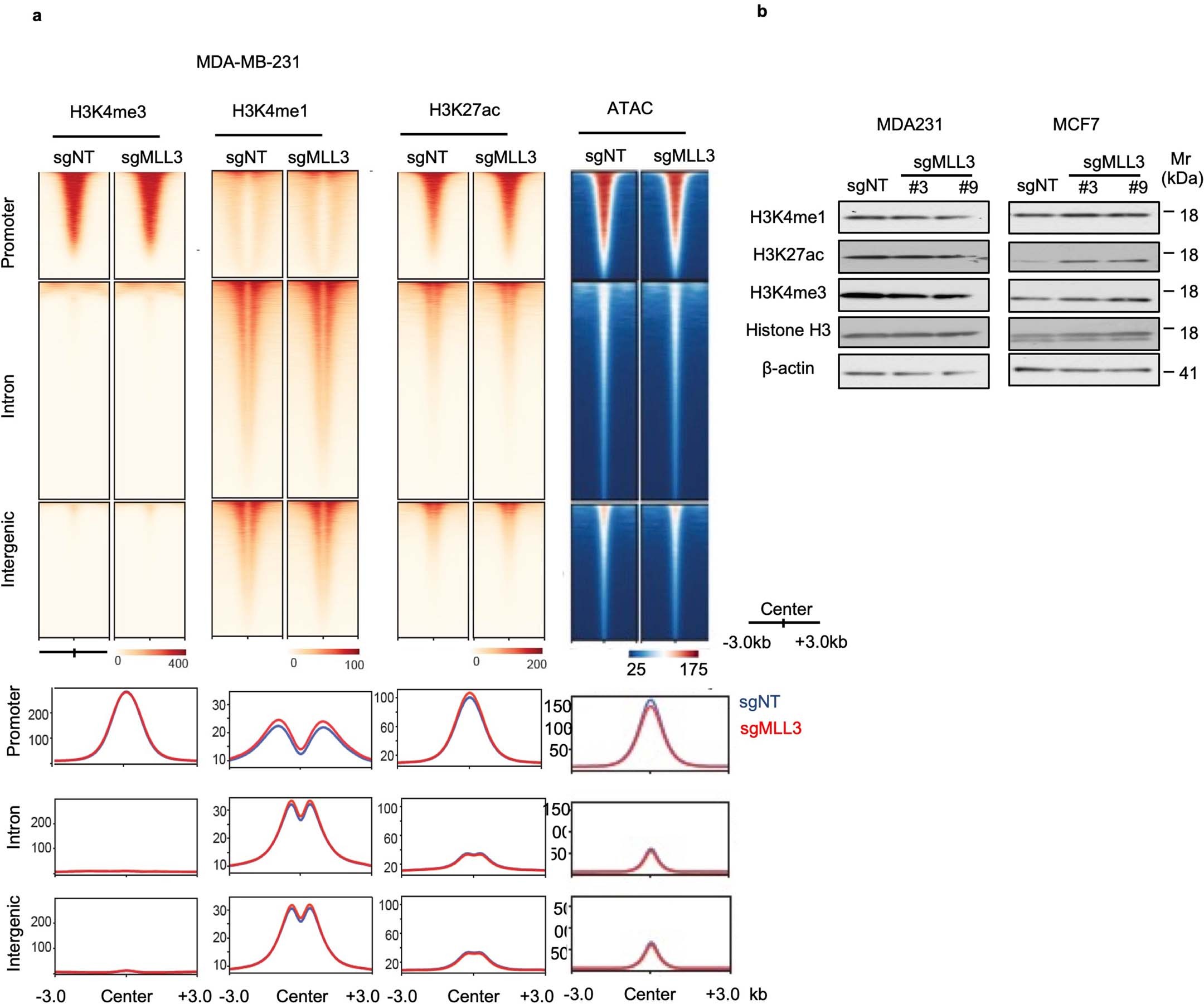 Extended Data Fig. 8: The effect of MLL3 loss on genome-wide changes of H3K27ac, H3K4me1 and H3K4me3 in MCF7 and MDA-MB-231 cells.