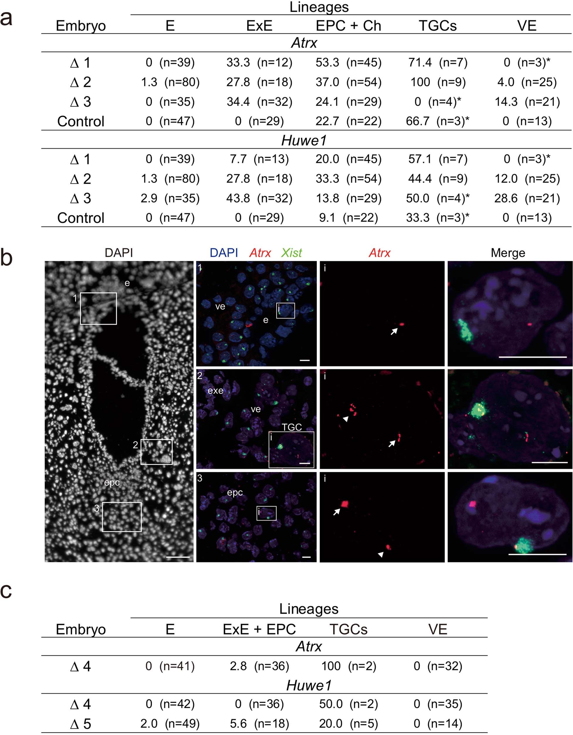 Extended Data Fig 3: Replicates of E7.5 ∆Ring1A/B female embryos analyzed by RNA FISH.