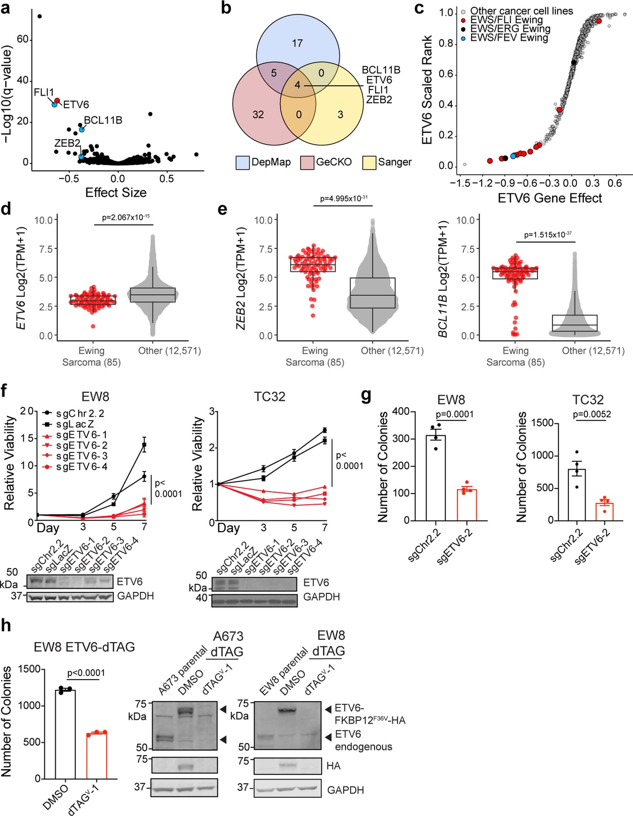 Extended Data Fig. 1: The repressive ETS transcription factor, ETV6, is a selective dependency in Ewing sarcoma cells.