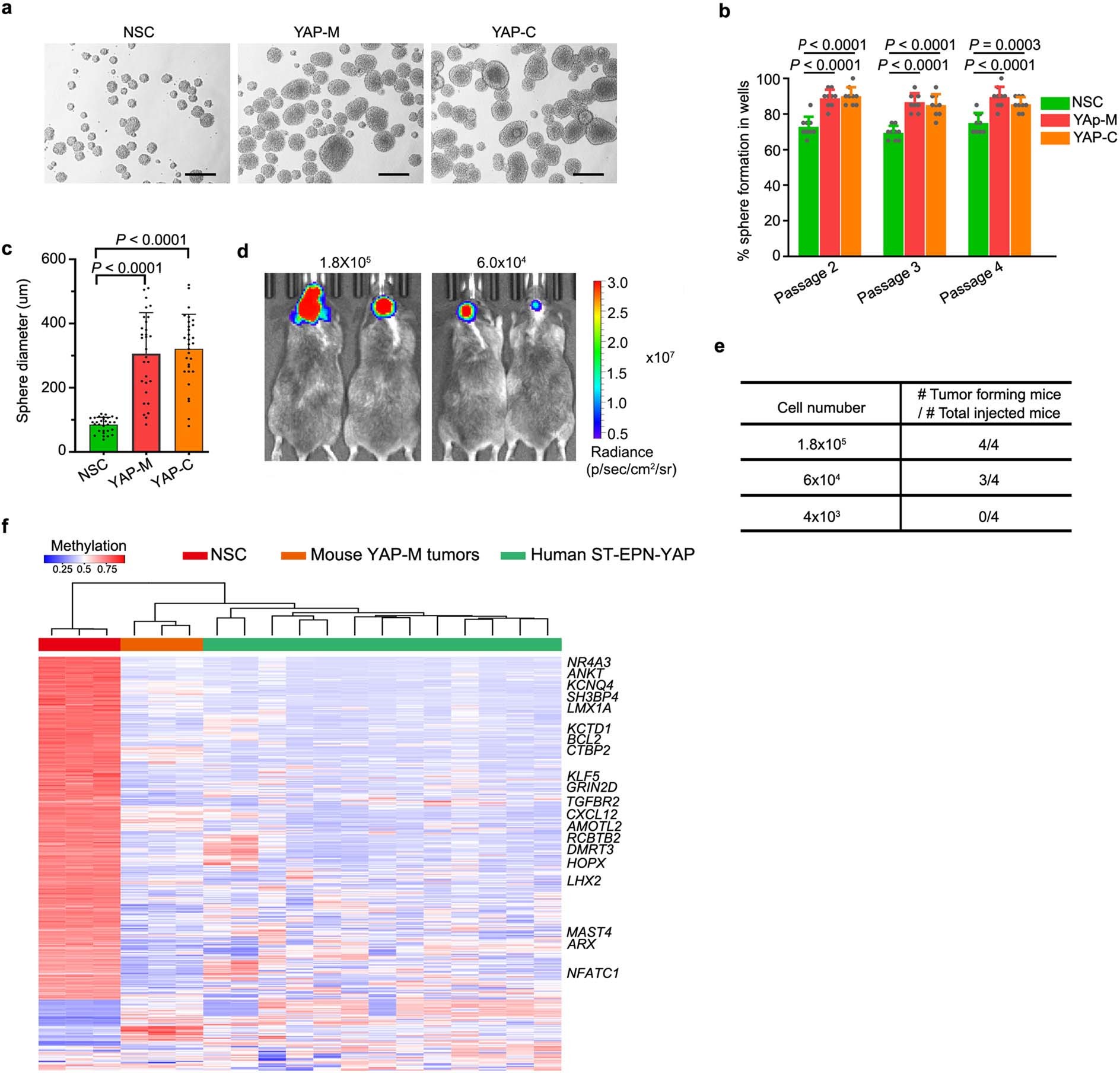 Extended Data Fig. 3: Sphere, allograft formation and methylation profiling of YAP-M fusion-driven mouse tumors.