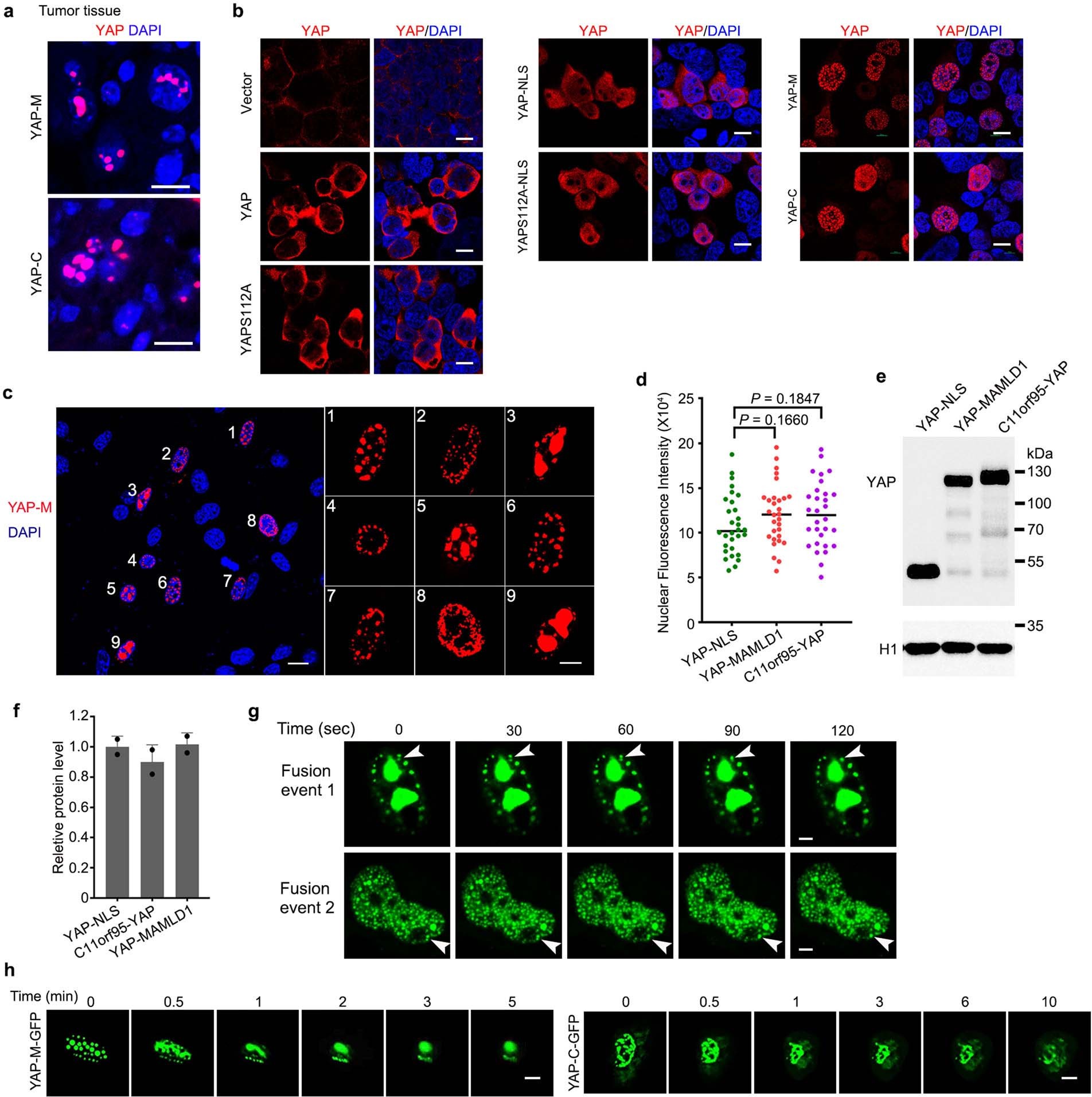 Extended Data Fig. 4: YAP-M and YAP-C fusion proteins form liquid-like nuclear condensates.