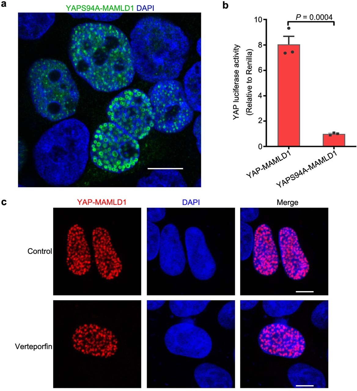 Extended Data Fig. 6: Disruption of YAP-TEAD interaction does not abolish phase-separation of YAP-M proteins.
