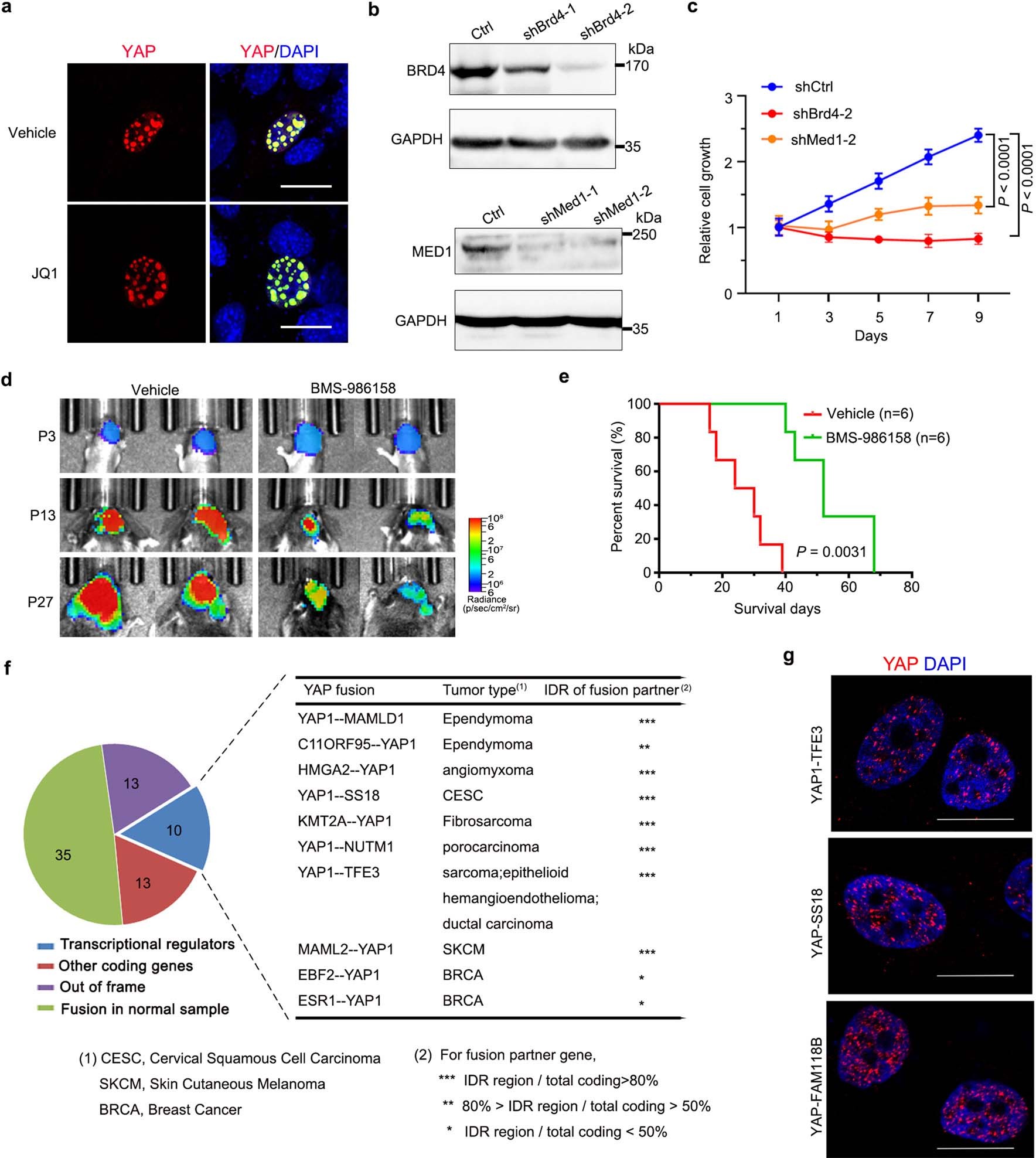 Extended Data Fig. 10: The effect of pharmacological and genetic inhibition of Brd4 on nuclear puncta formation and tumor growth, and IDR-containing YAP fusions in different cancers.