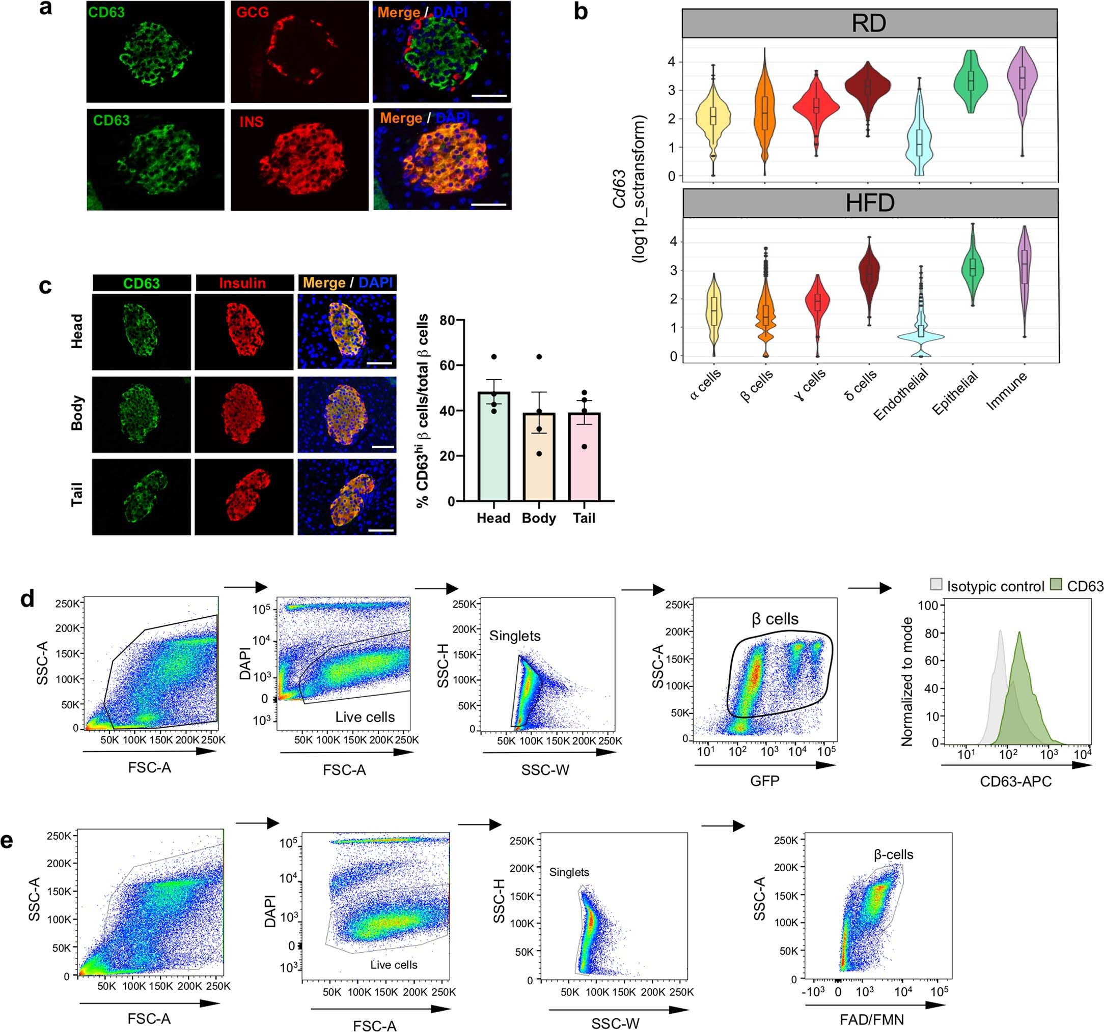 Extended Data Fig. 3: CD63 expression in pancreatic islet cells.