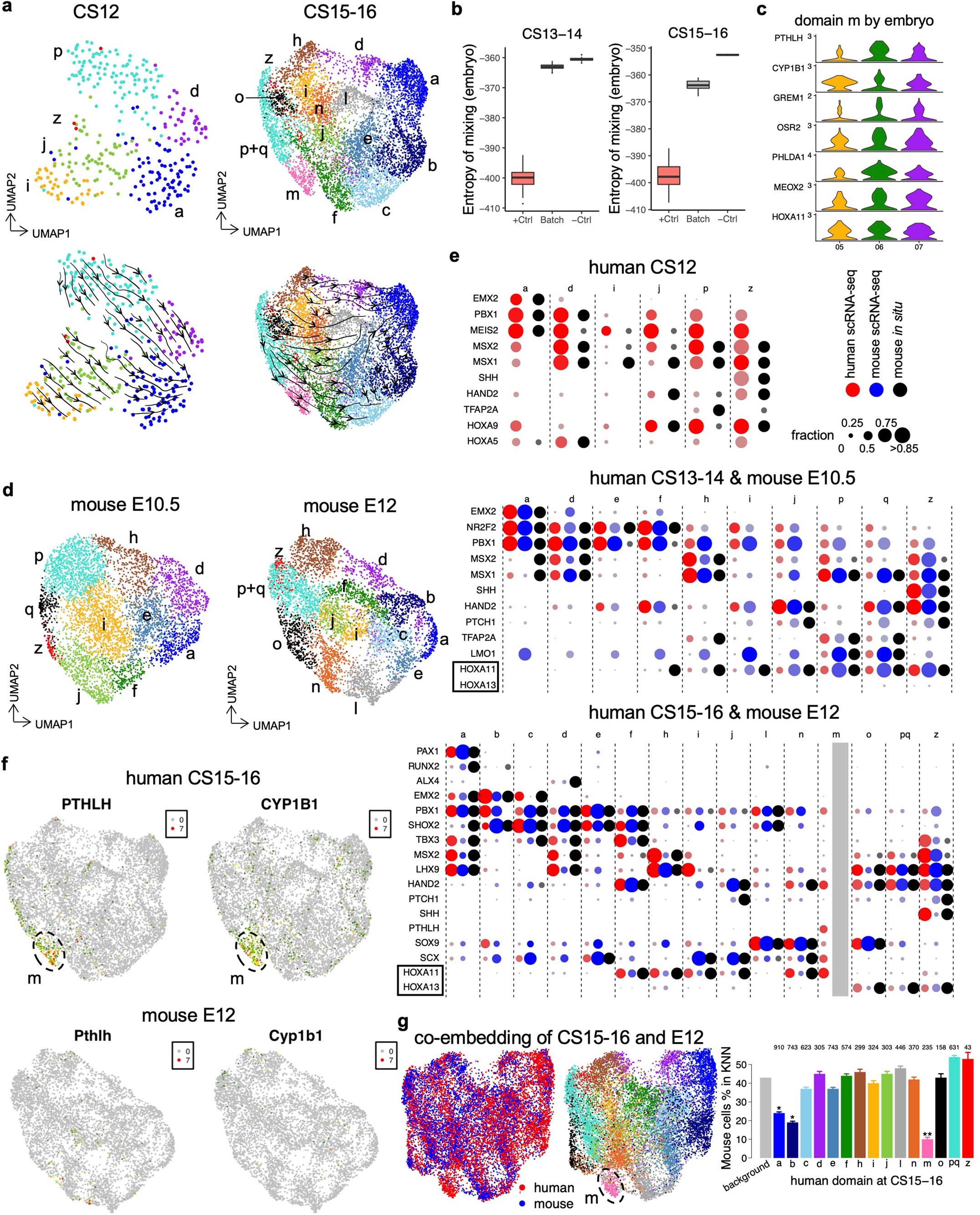 Extended Data Fig. 7: Spatial domains in limb mesenchymal cells.