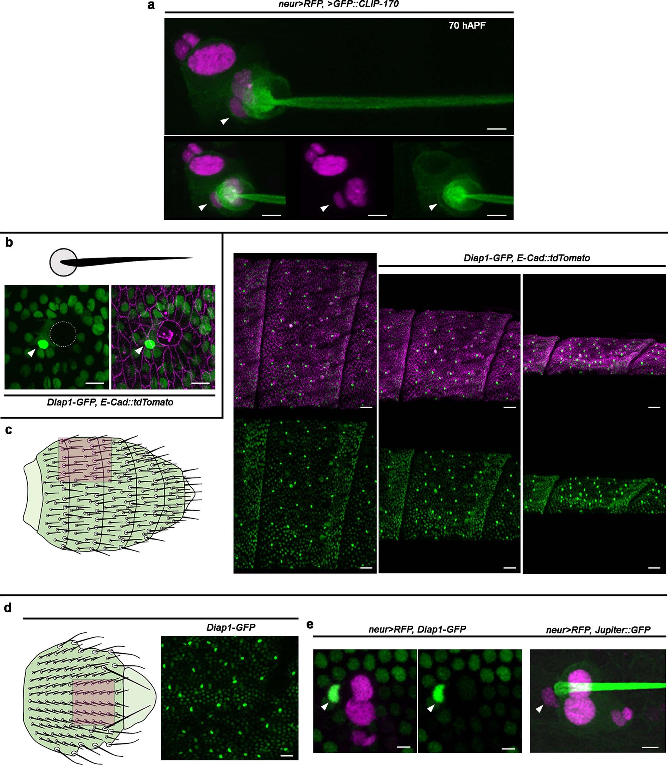 Extended Data Fig. 2