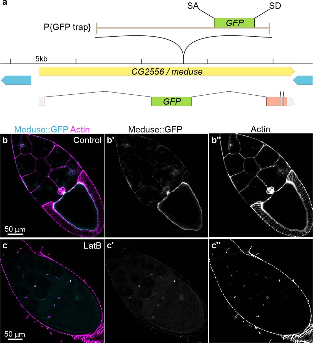 Extended Data Fig. 4