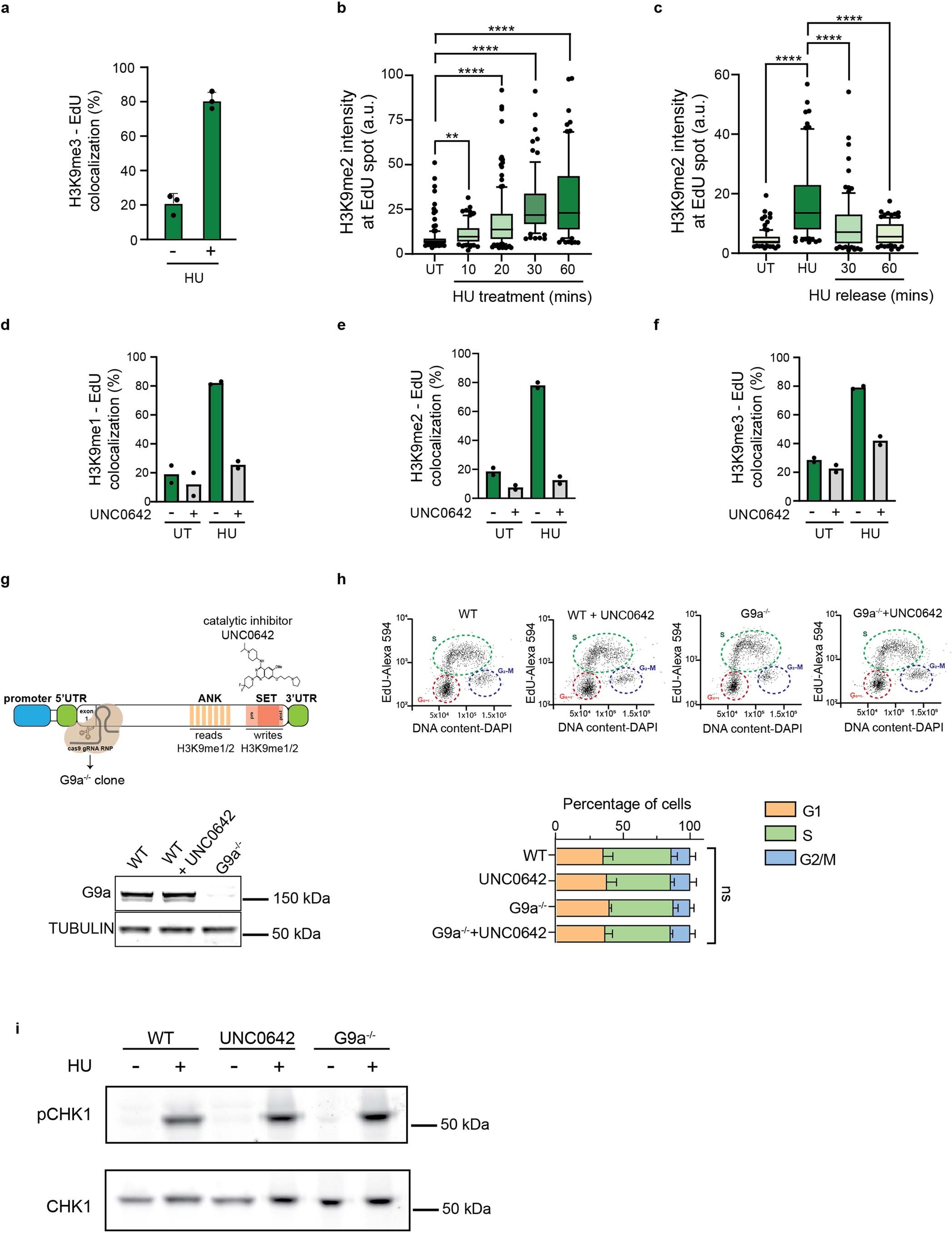Extended Data Fig. 4: Extended Data Figure. 4 related to Fig. 2. Transient accumulation of H3K9me and G9a at stalled replication forks is dependent upon checkpoint activation.