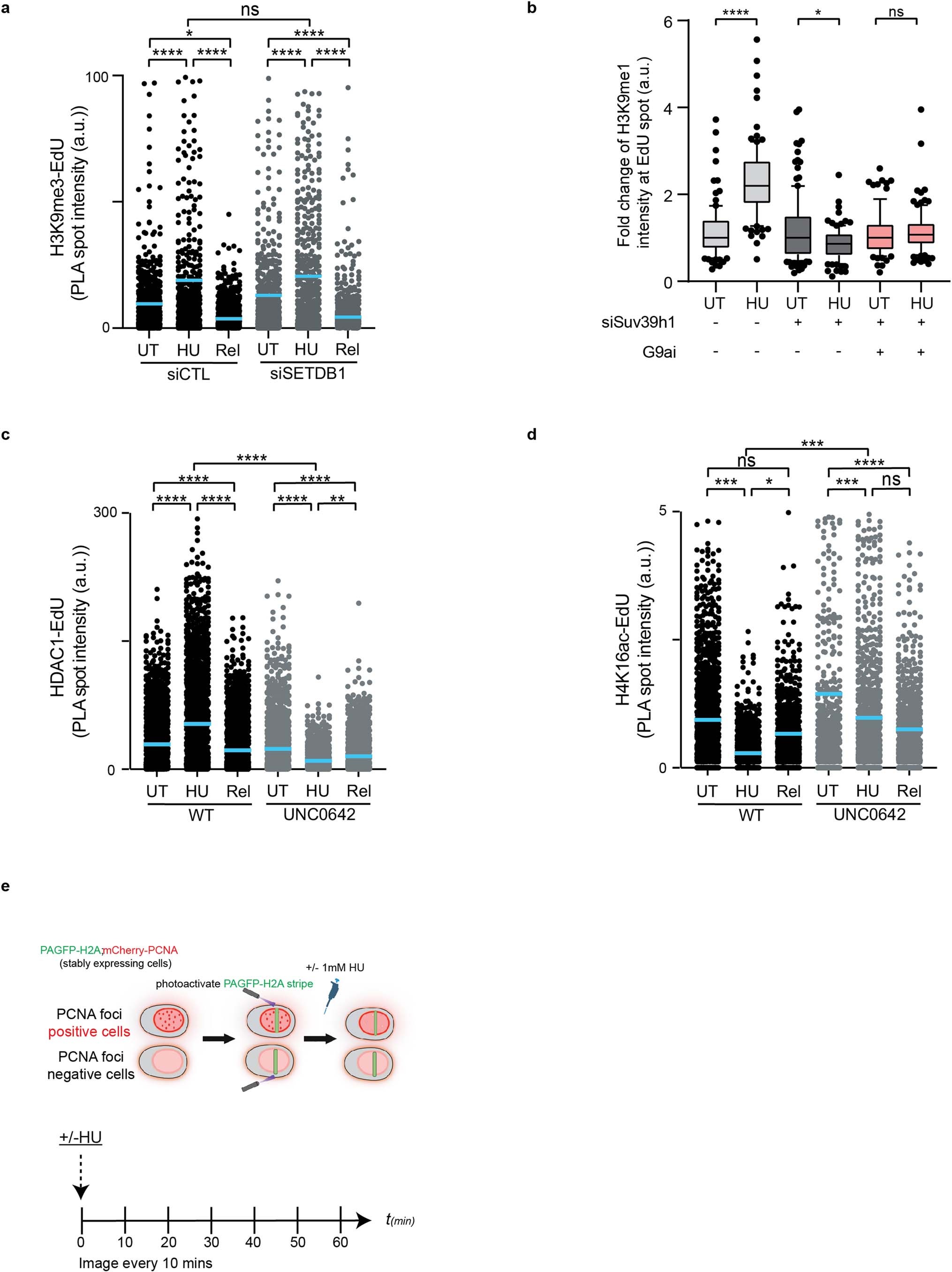 Extended Data Fig. 5: Extended Data Figure. 5 related to Fig. 3. Recruitment of HDAC1 and H4K16 deacetylation at stalled replication forks is H3K9me dependent.