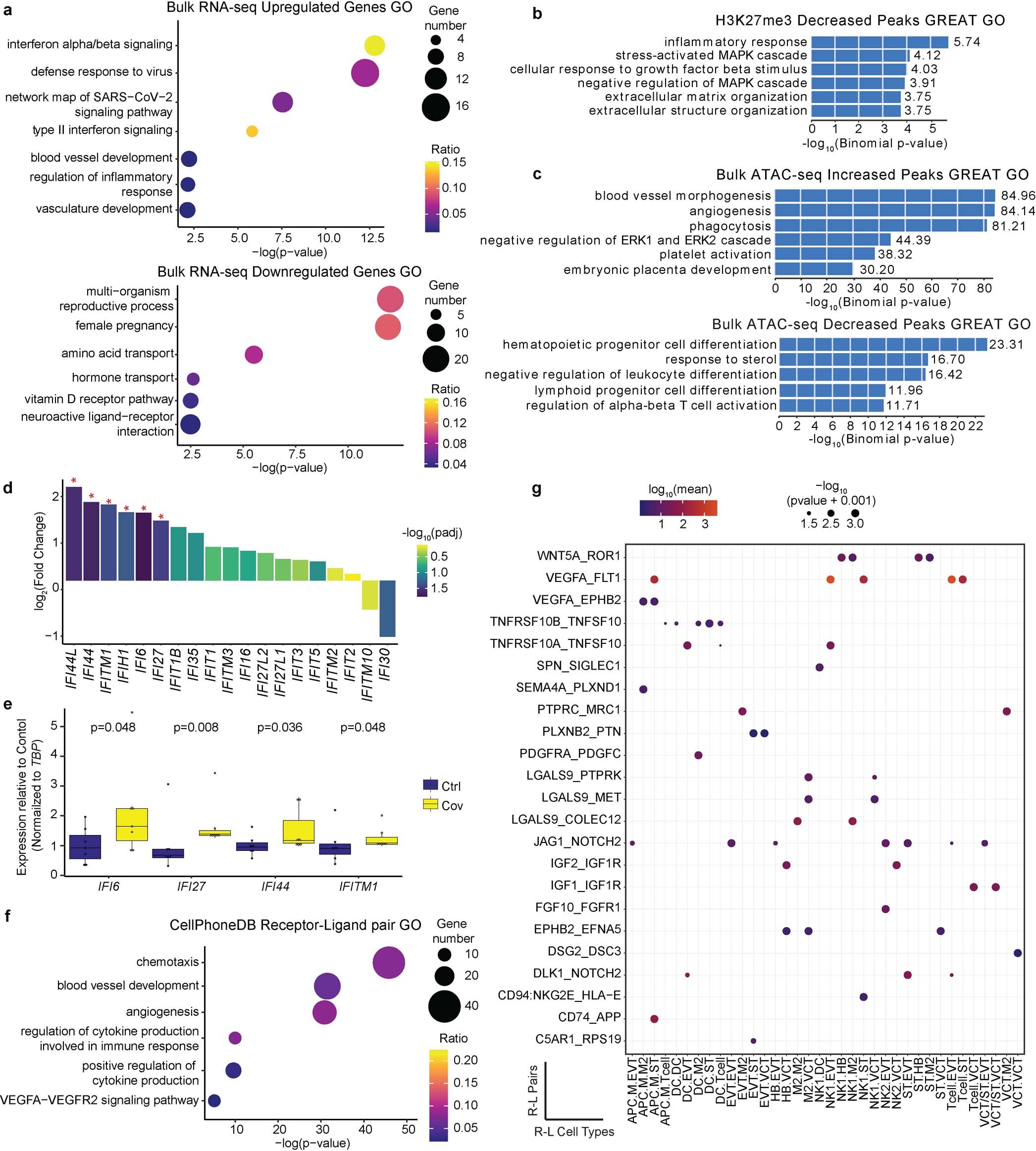 Extended Data Fig. 5: Gene ontology analysis and CellPhoneDB results for bulk and single-nucleus assays showing immune and angiogenesis dysregulation.