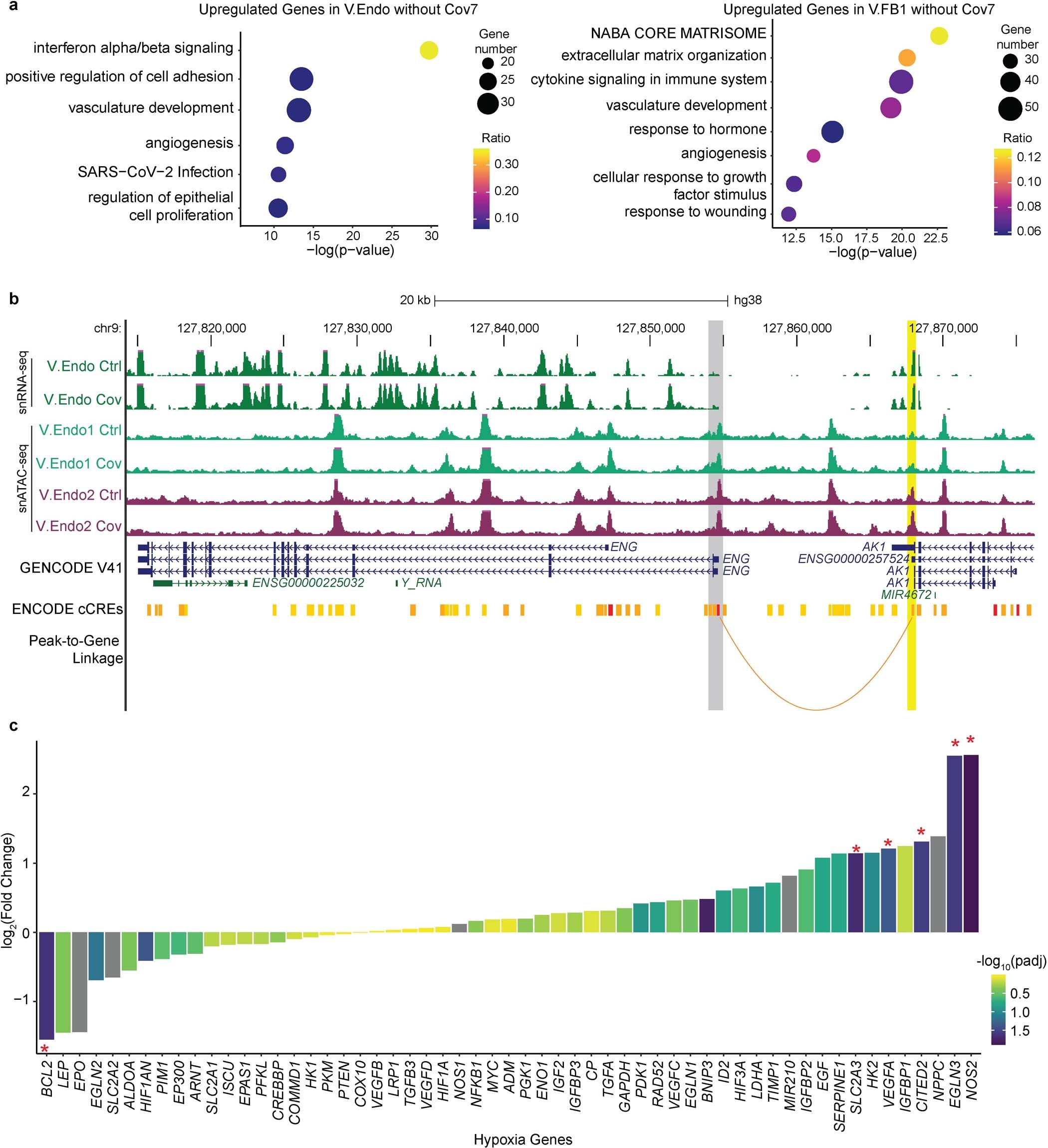 Extended Data Fig. 6: Single-nucleus assays showing angiogenesis dysregulation in fibroblast and endothelial cell types.