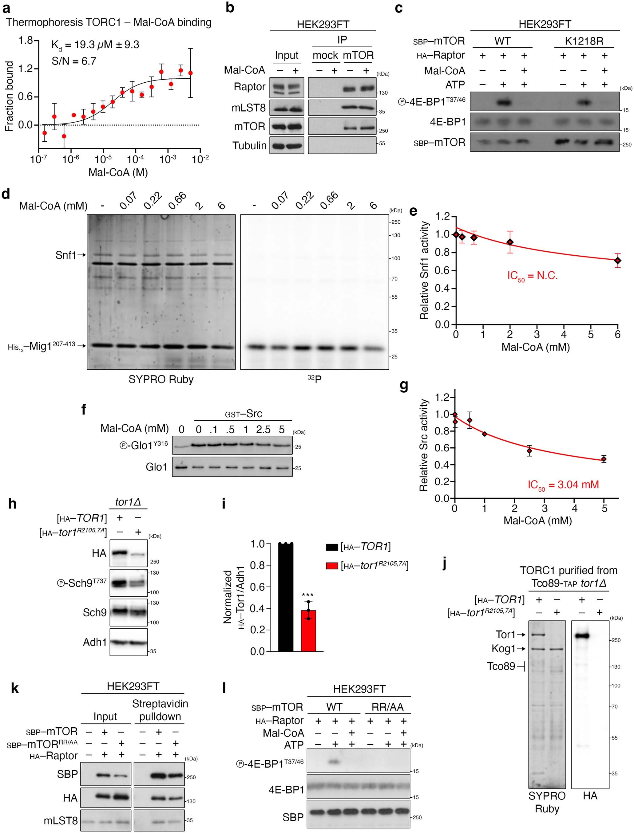 Extended Data Fig. 10: Mal-CoA binds and specifically inhibits mTORC1 without affecting complex composition and independently of mTOR malonylation, while mutant Tor1/mTOR in the Mal-CoA stabilization residues show decreased stability and/or activity.