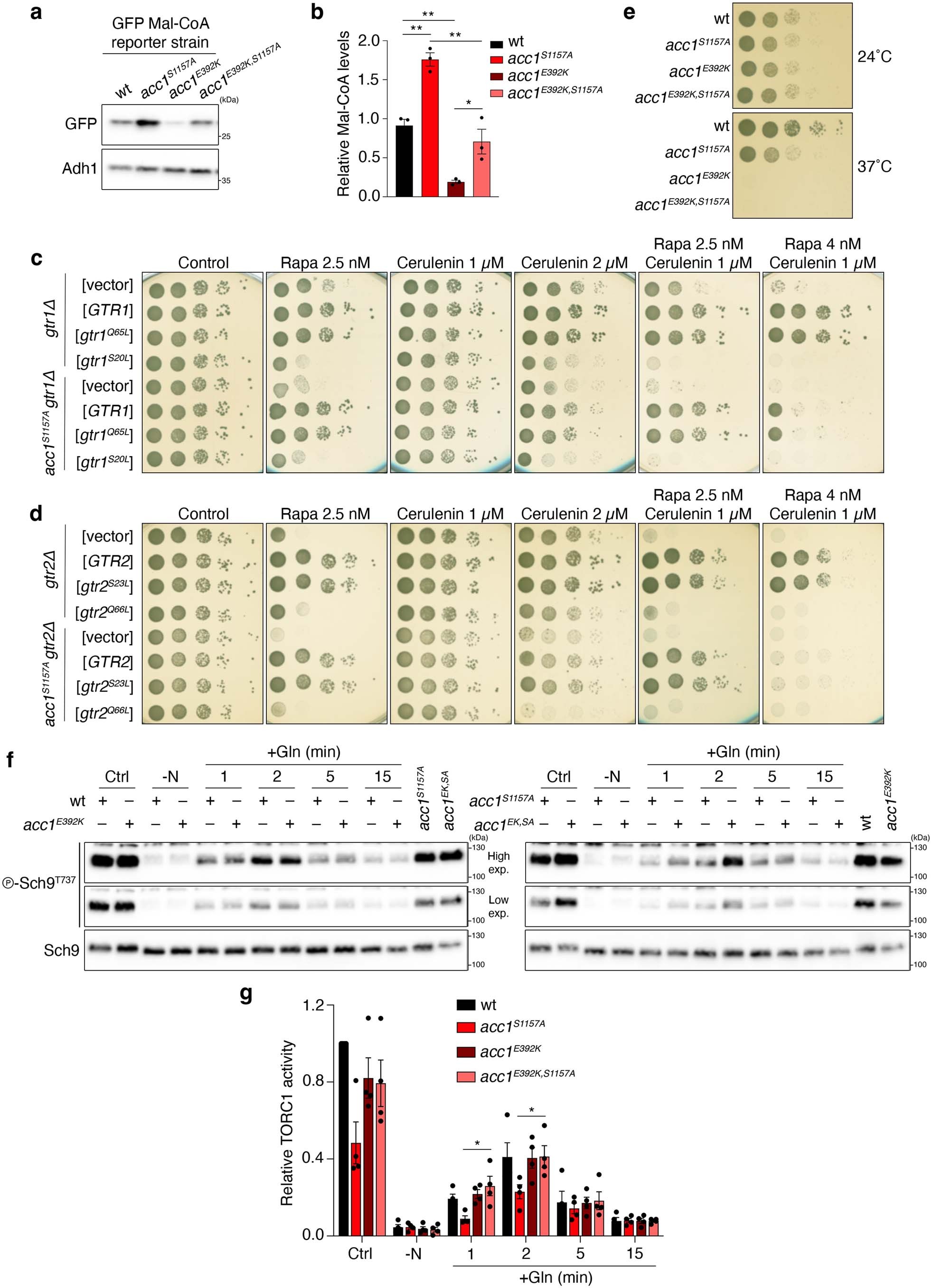 Extended Data Fig. 1: Perturbations to Acc1 influence Mal-CoA levels and TORC1 activity in yeast cells.