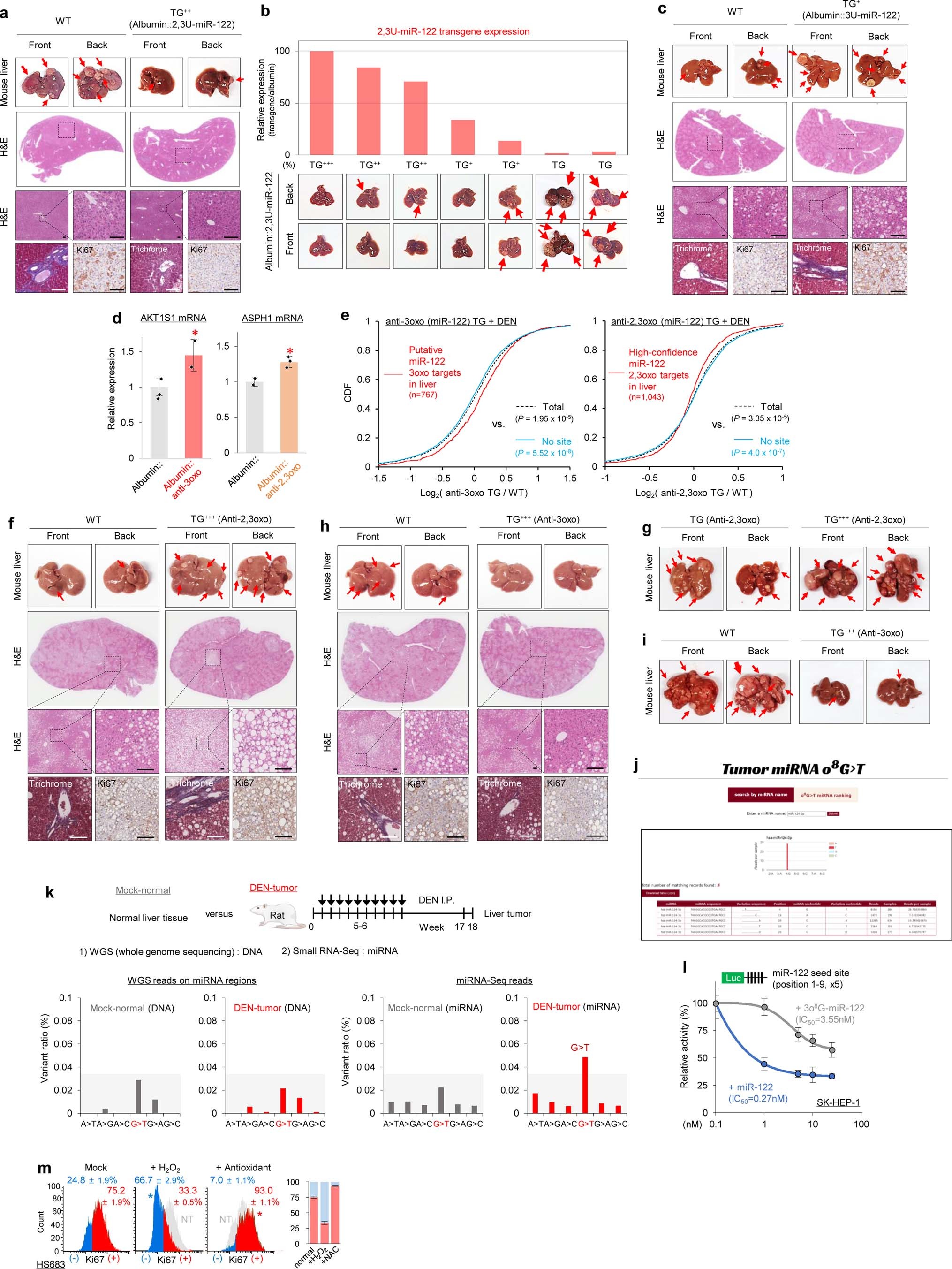 Extended Data Fig. 10: in vivo function of 3o8G-miR-122 and 2,3o8G-miR-122 in DEN-induced hepatocarcinogenesis.