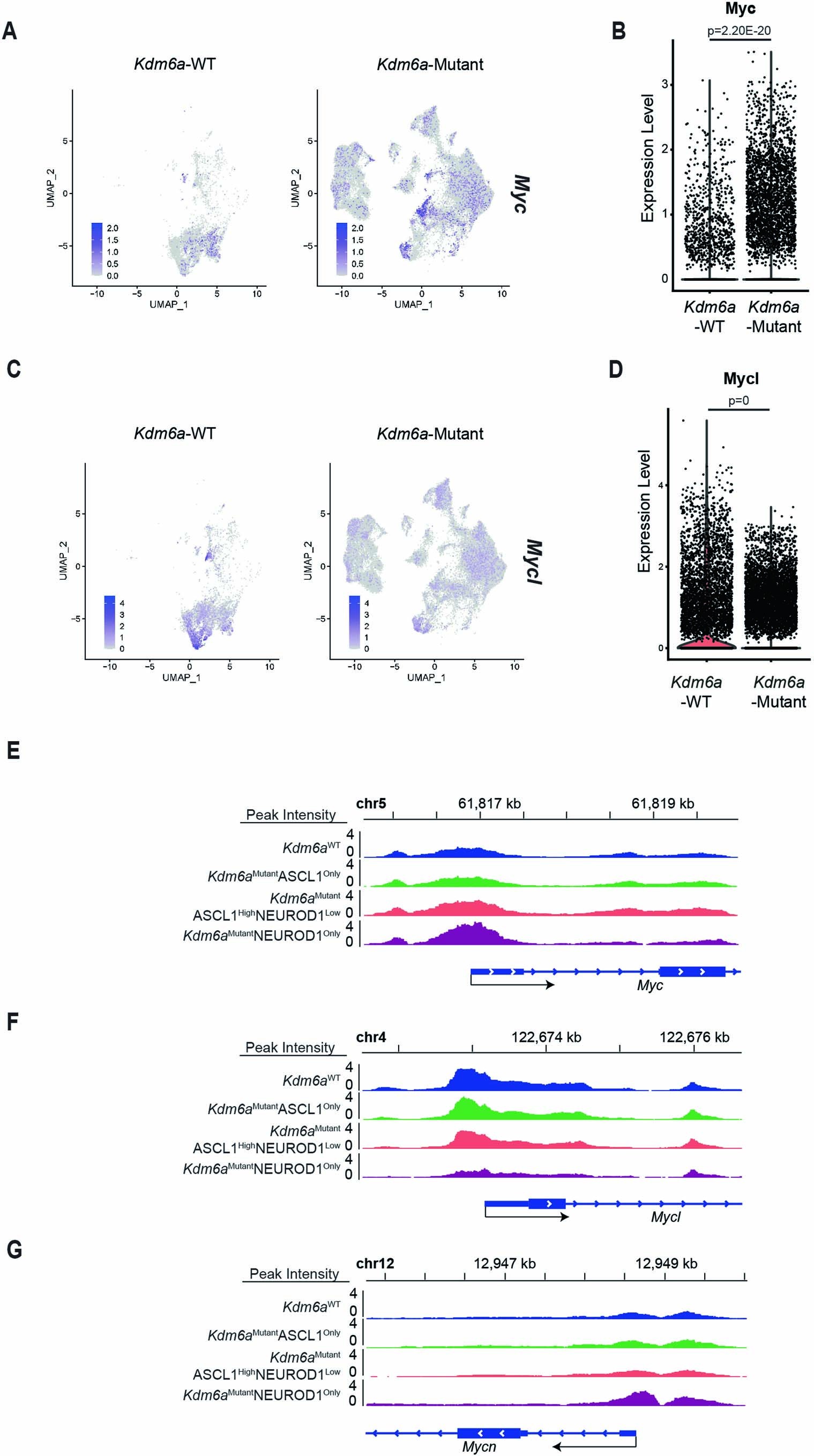 Extended Data Fig. 6: Myc and Mycl mRNA Expression and Chromatin Accessibility in Kdm6a-Mutant vs. Kdm6a-WT Tumors.