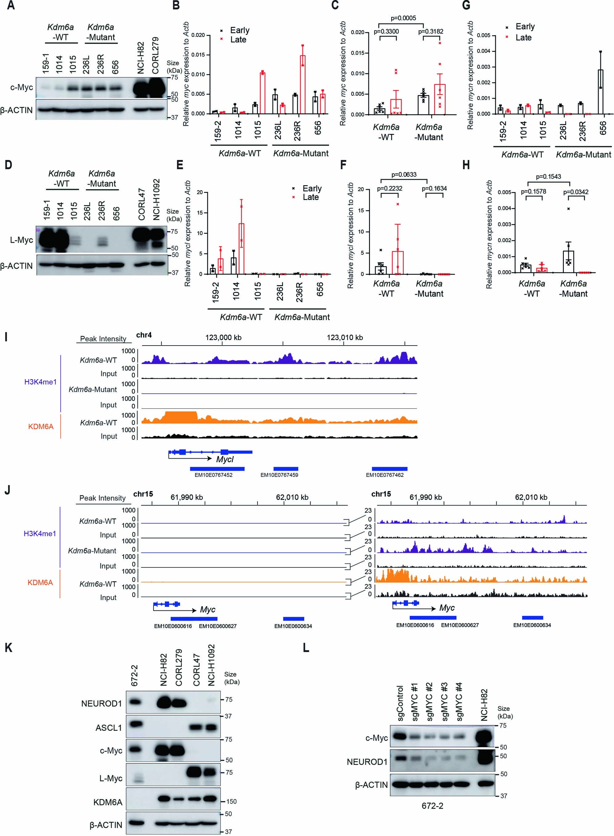 Extended Data Fig. 7: Analysis of c-Myc and L-Myc in Kdm6a-Mutant vs. Kdm6a-WT Tumor Derived Cell Lines.
