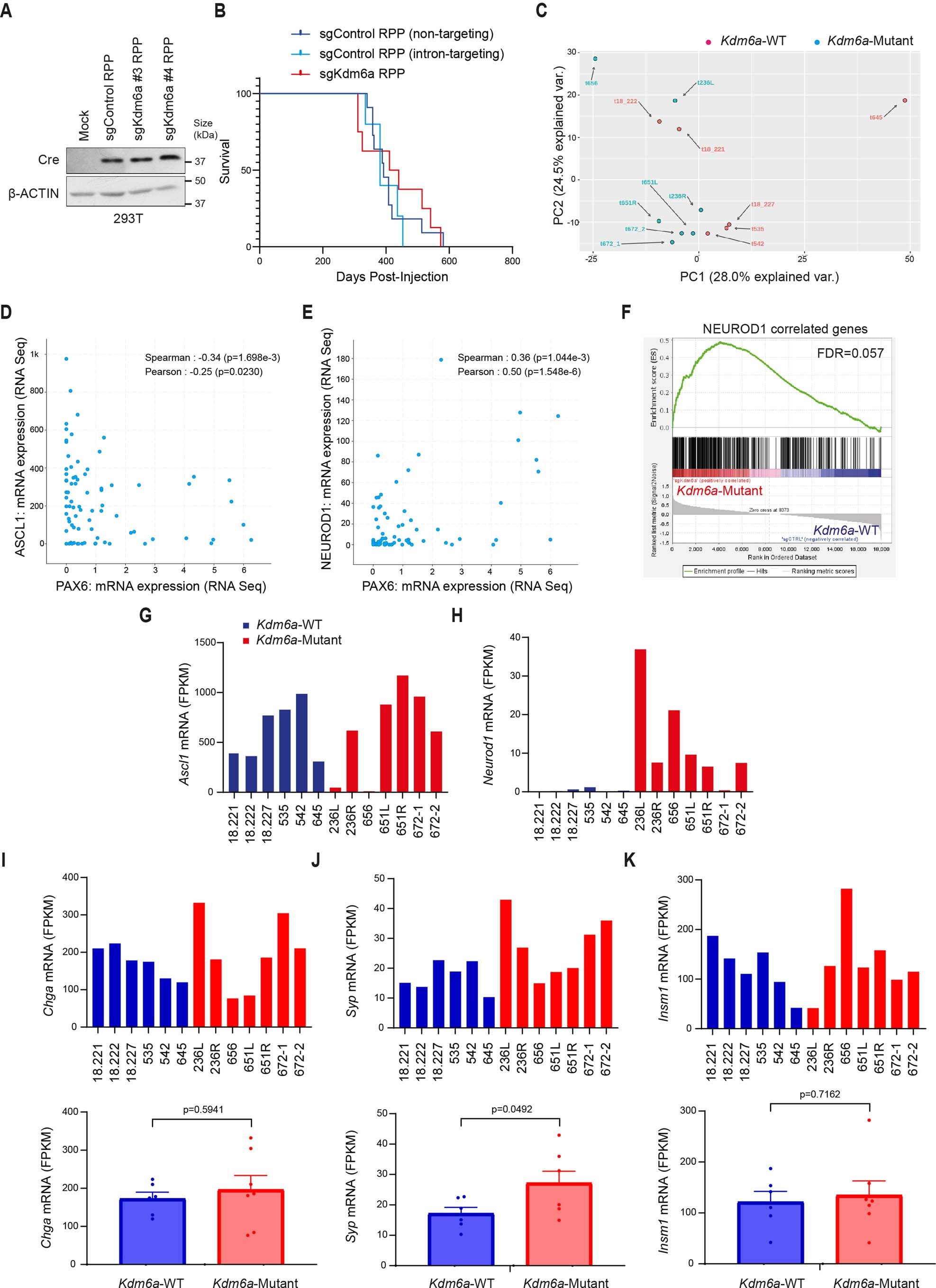 Extended Data Fig. 1: KDM6A Inactivation in an Autochthonous SCLC Mouse Model Promotes NEUROD1 Expression Leading to SCLC Tumors that Express both ASCL1 and NEUROD1.