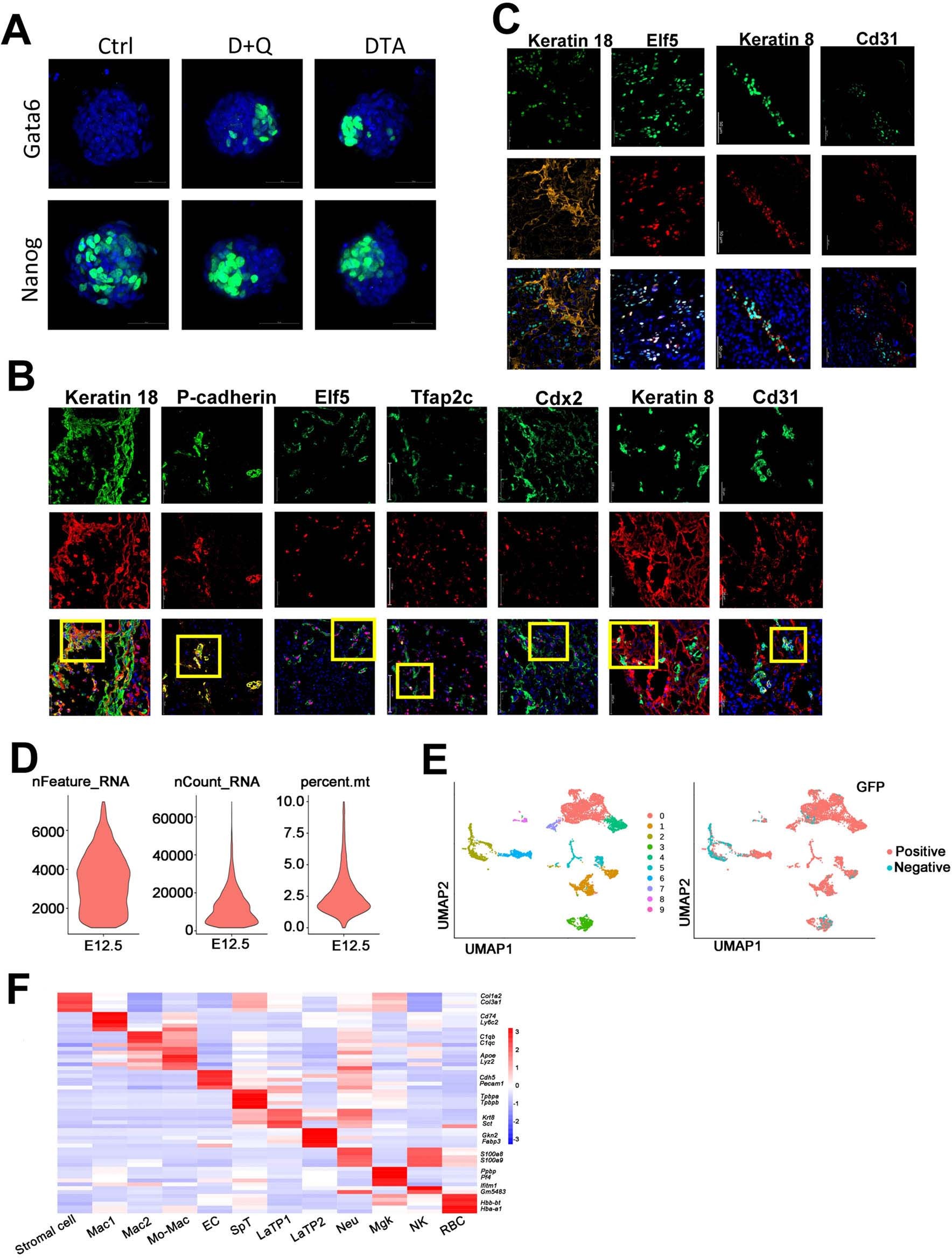 Extended Data Fig. 5: iPS cells derived in senescence-free conditions exhibit totipotent-like features.