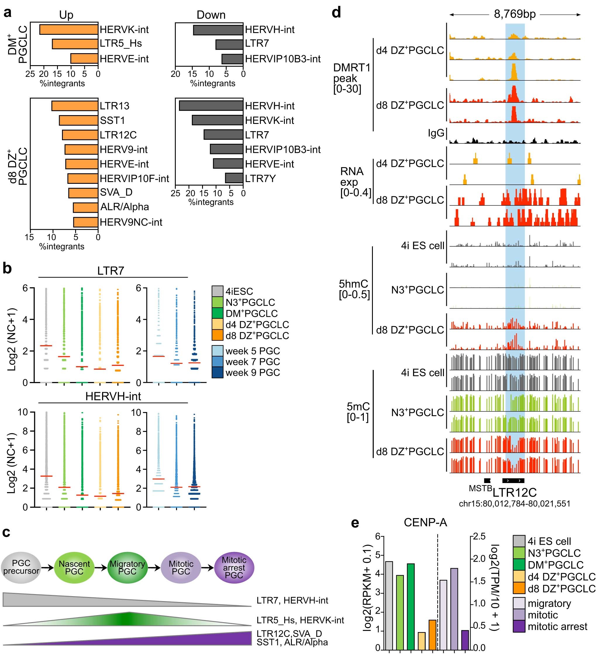 Extended Data Fig. 7: Regulation of genomic repeat elements and DMRT1 in human early germline.