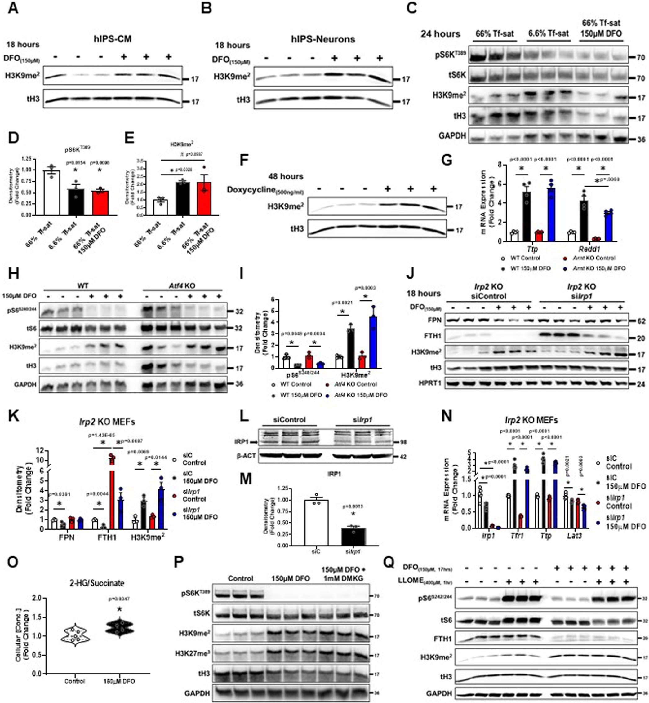 Extended Data Fig. 4: ID increases H3K9 di-methylation independent of ATF4, the IRP system, and 2-HG.