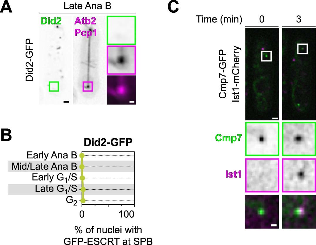 Extended Data Fig. 1: Did2 is not detected at the SPB extrusion site, whereas Ist1 is recruited after Cmp7.