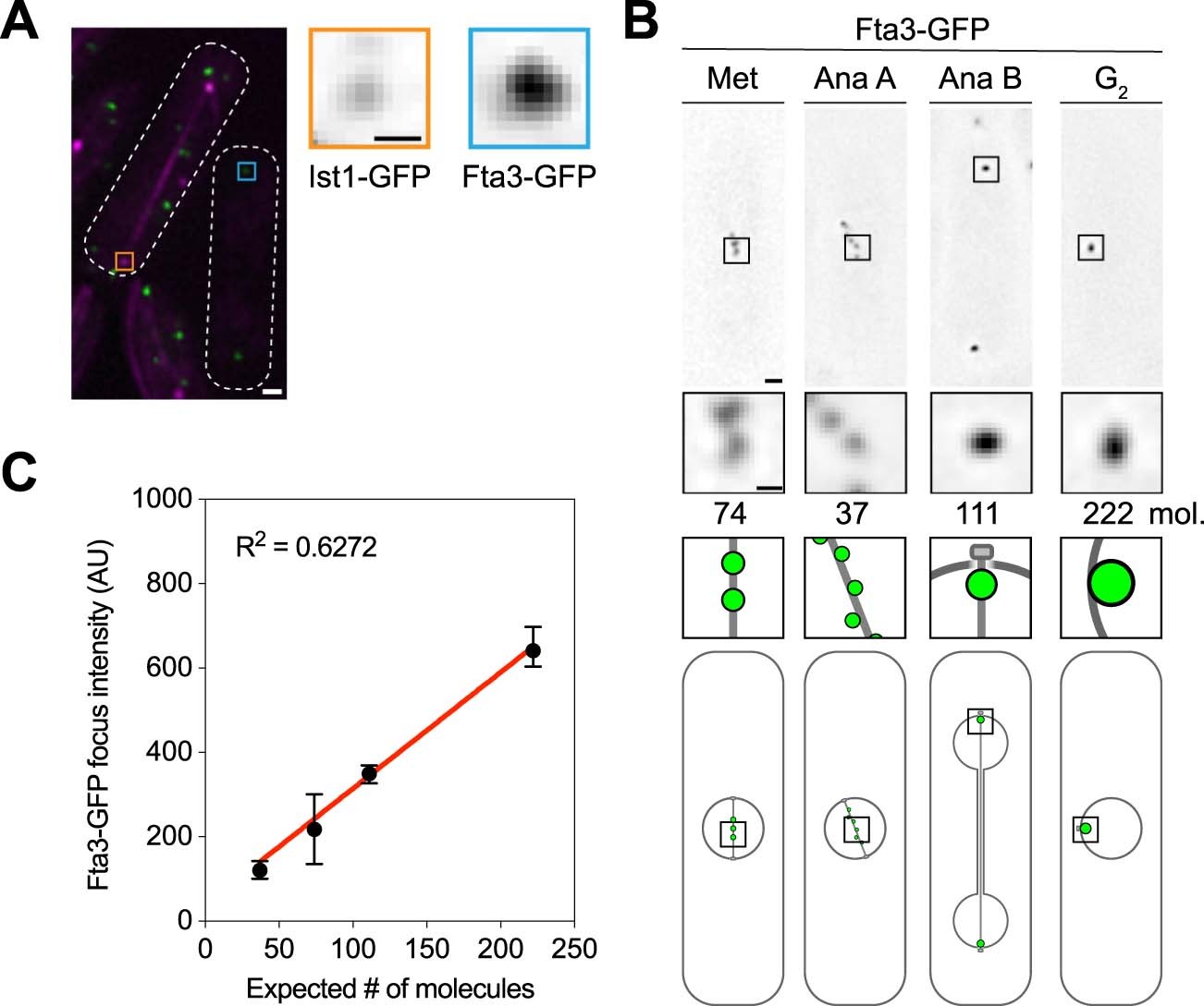 Extended Data Fig. 2: Use of the kinetochore protein Fta3 as a standard for ratiometric determination of ESCRT protein copy number at the NE.