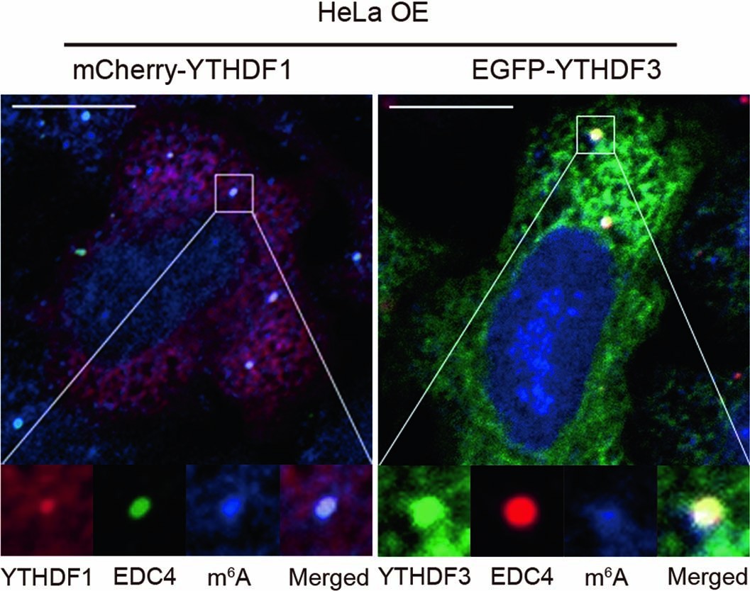 Extended Data Fig. 5