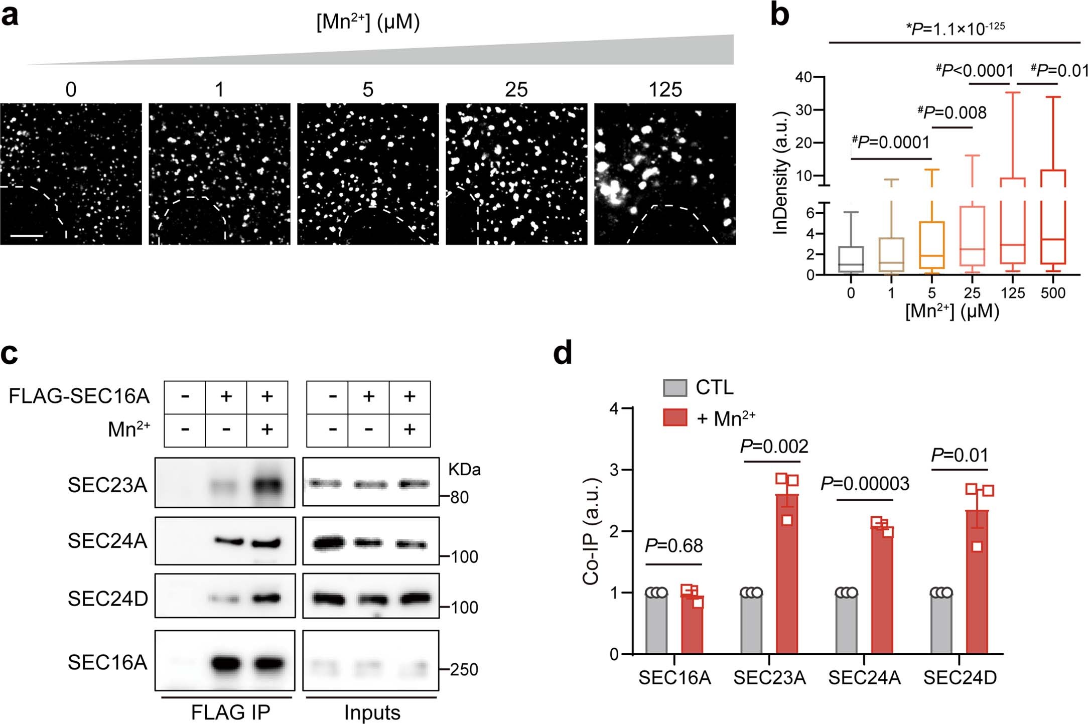 Extended Data Fig. 8: Mn2+-induced COPII condensation promotes enrichment of the transport machinery.