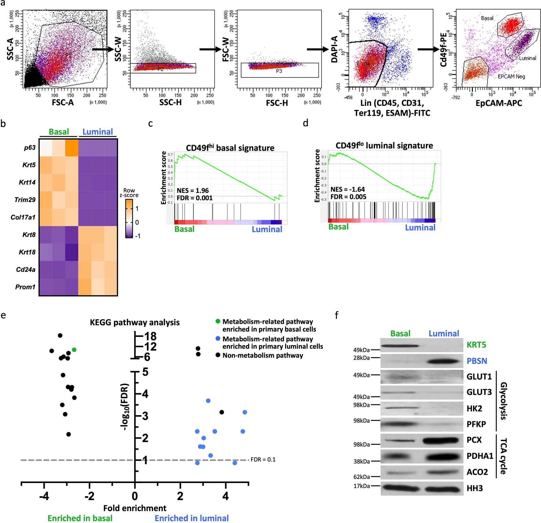 Extended Data Fig. 1: Validation of basal and luminal mouse prostate cell isolation and evaluation of metabolic pathways.