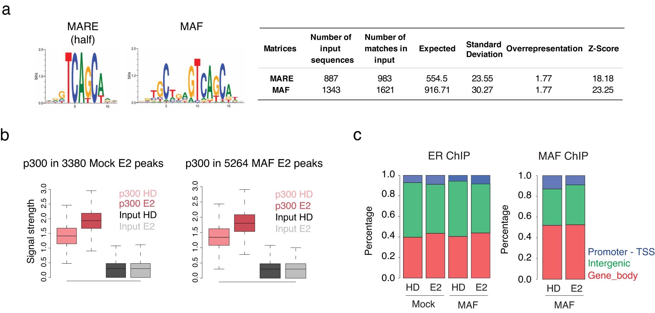 Extended Data Fig. 7: Characterization of ER and MAF chromatin binding regions.