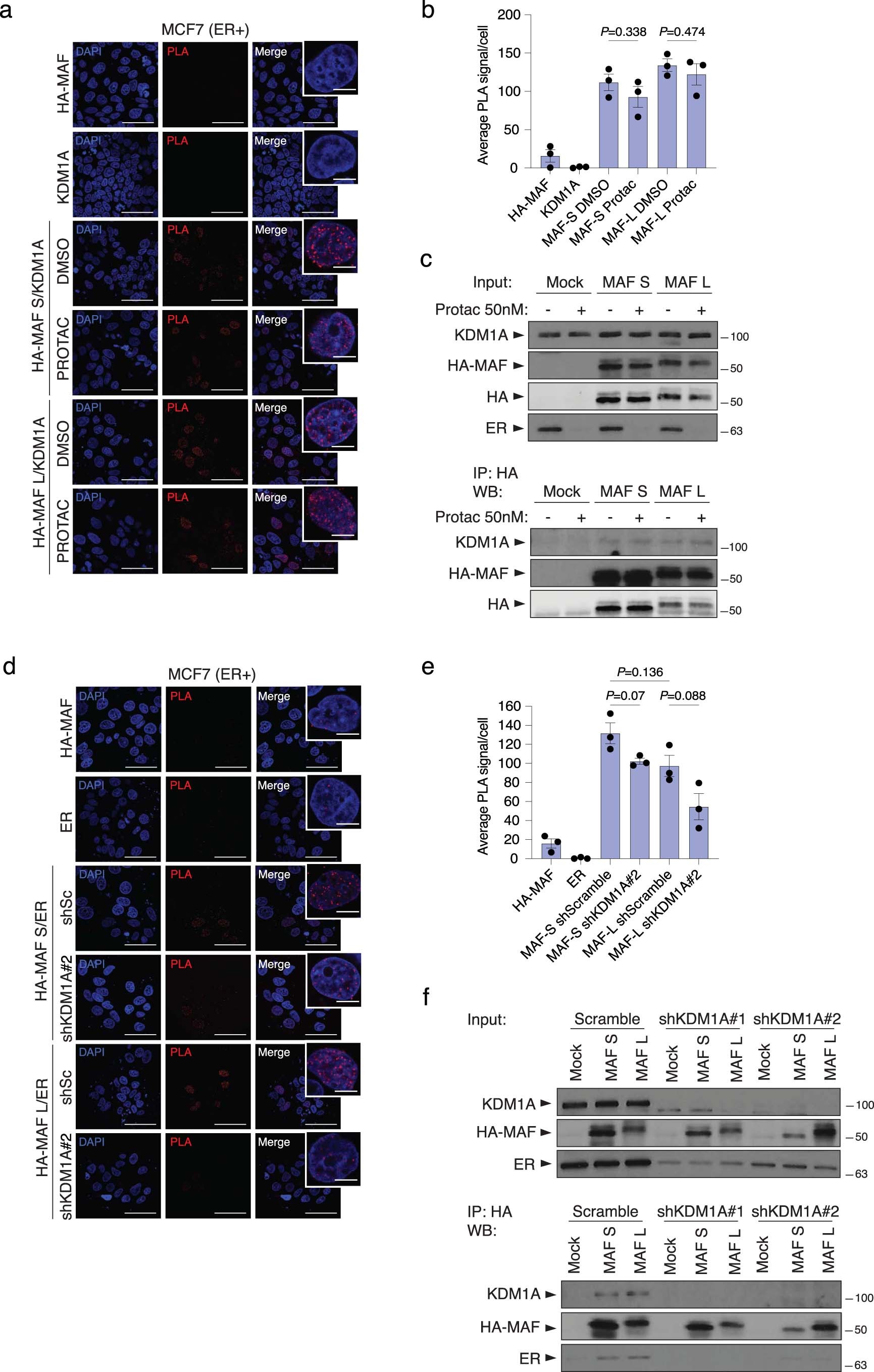 Extended Data Fig. 9: ER and MAF interaction dependency on KDM1A.