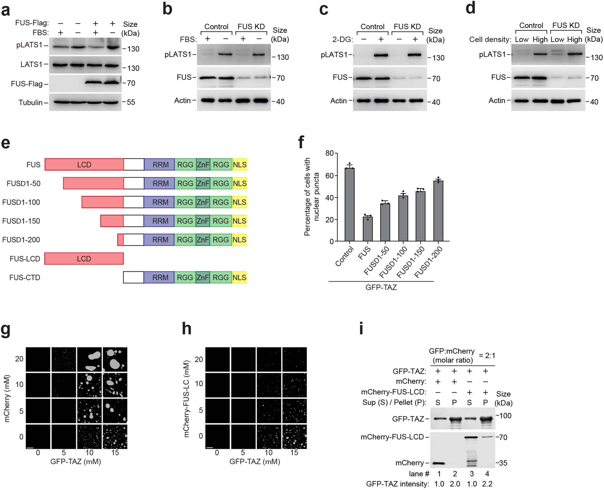 Extended Data Fig. 3: FUS doesn’t affect Hippo signaling activity and directly inhibits TAZ LLPS.